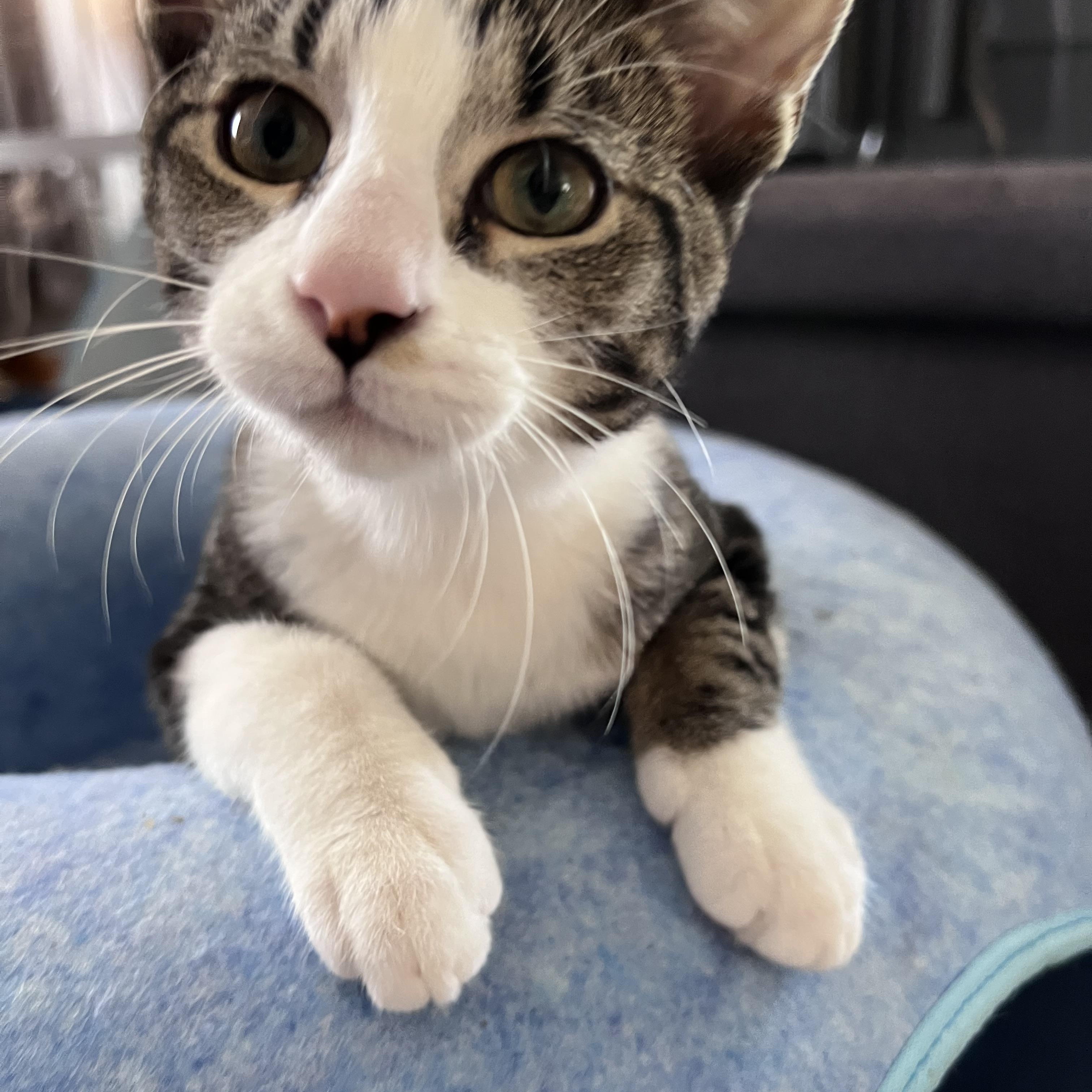 Ollie, a Adoptable Domestic Short Hair image 3/4