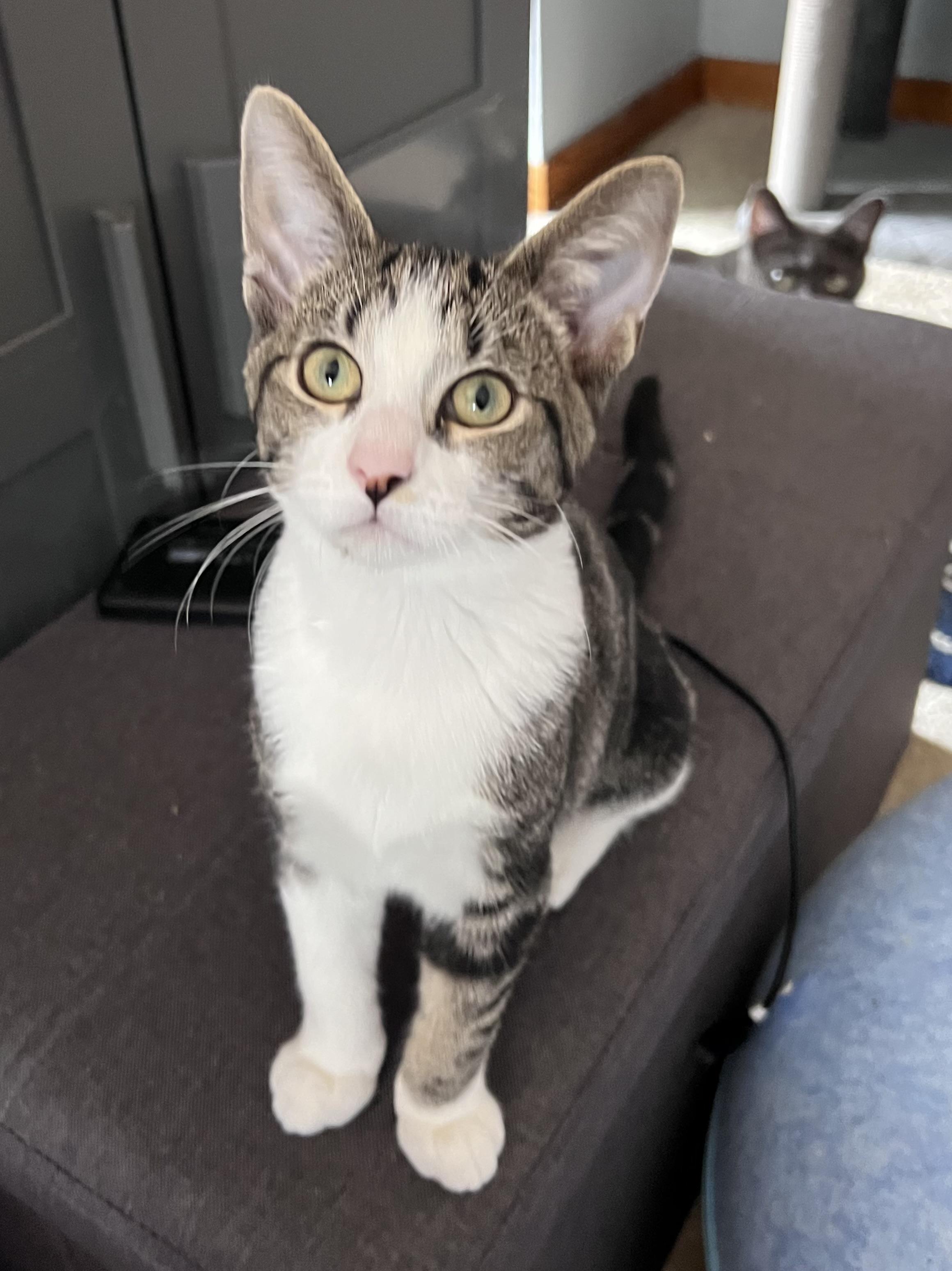 Ollie, a Adoptable Domestic Short Hair image 4/4