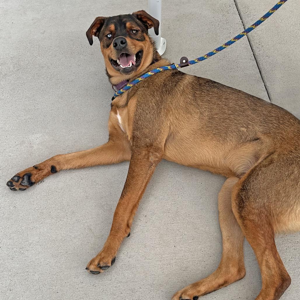 Moe, Adoptable, Adult Male Mixed Breed.