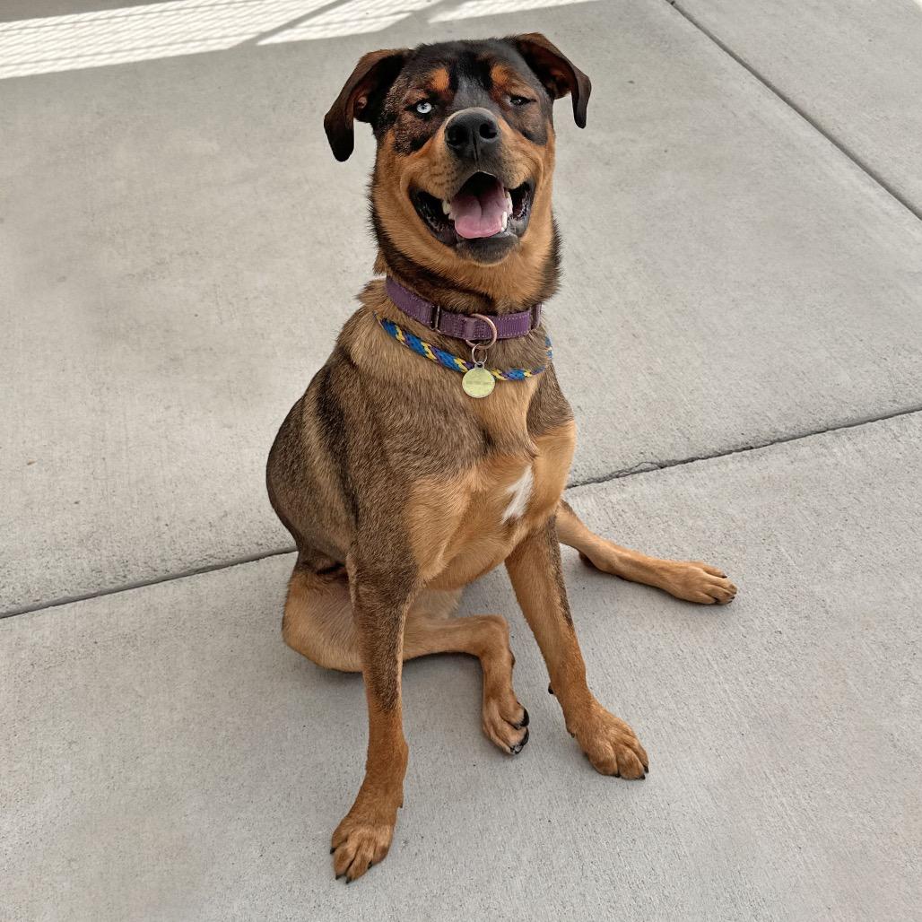 Enlarge Moe, a Adoptable Mixed Breed in Hailey, ID image 2/5