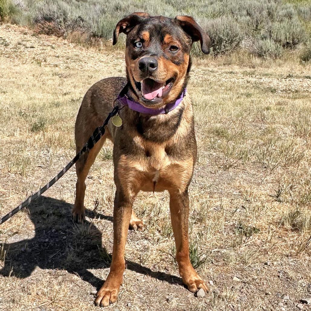 Enlarge Moe, a Adoptable Mixed Breed in Hailey, ID image 1/3