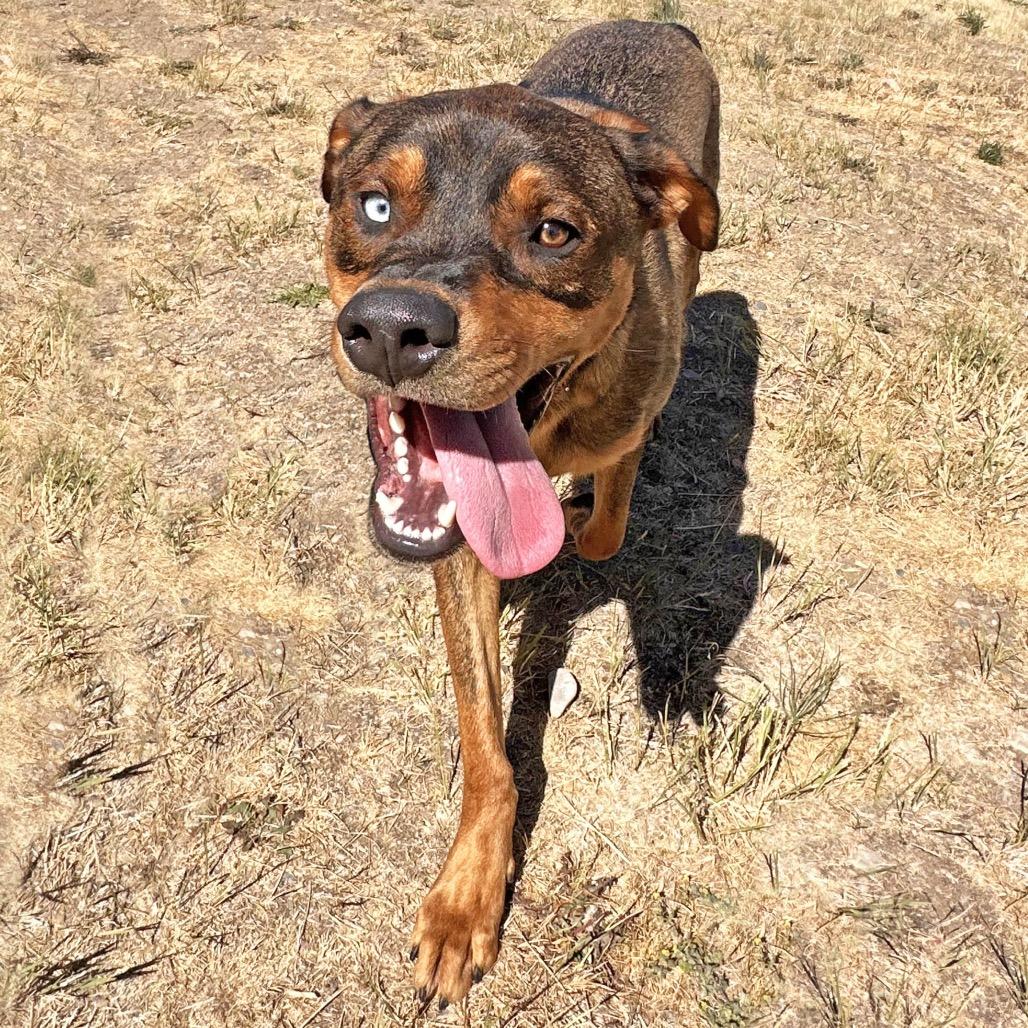 Enlarge Moe, a Adoptable Mixed Breed in Hailey, ID image 2/3