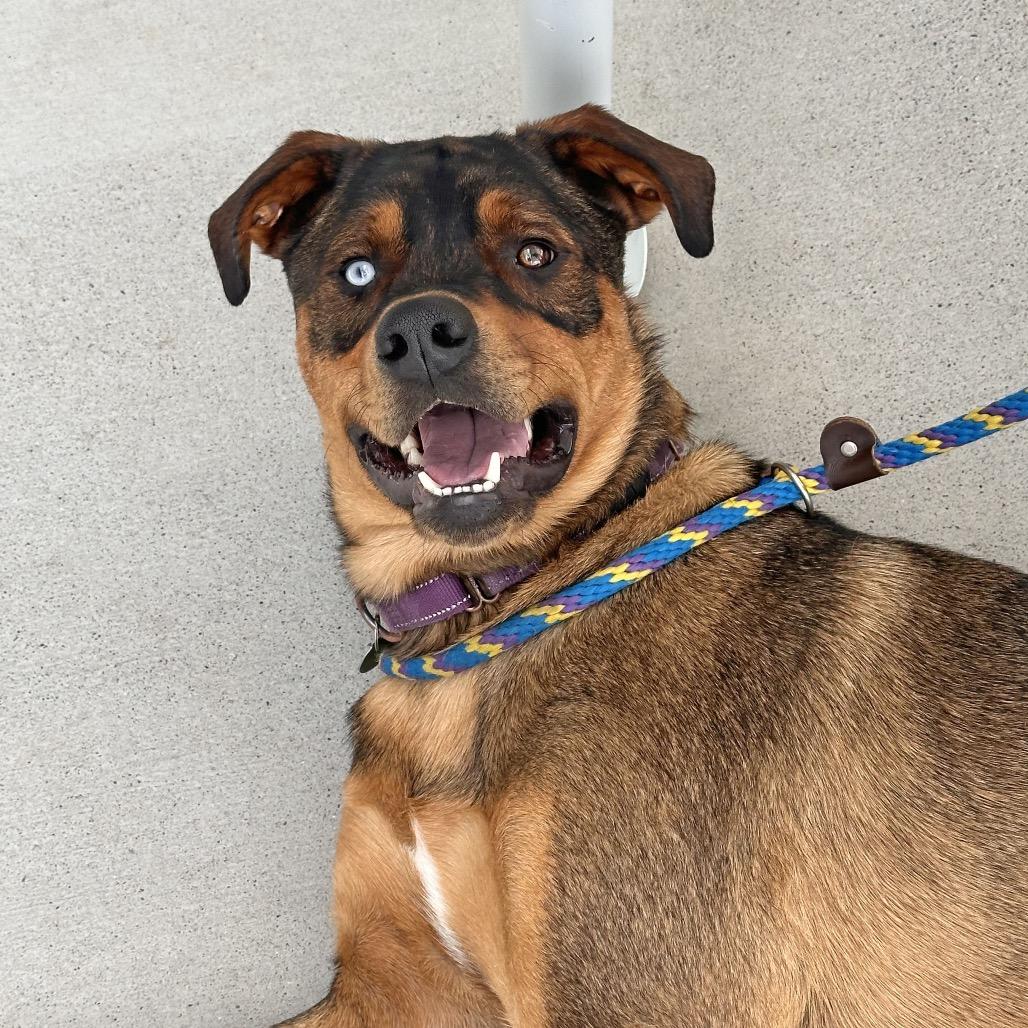Enlarge Moe, a Adoptable Mixed Breed in Hailey, ID image 4/5