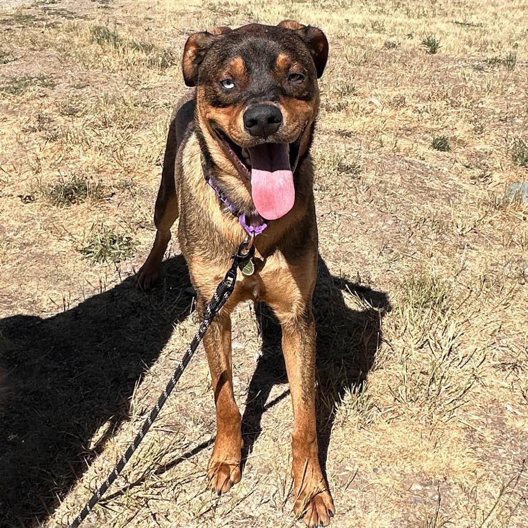 Enlarge Moe, a Adoptable Mixed Breed in Hailey, ID image 3/3