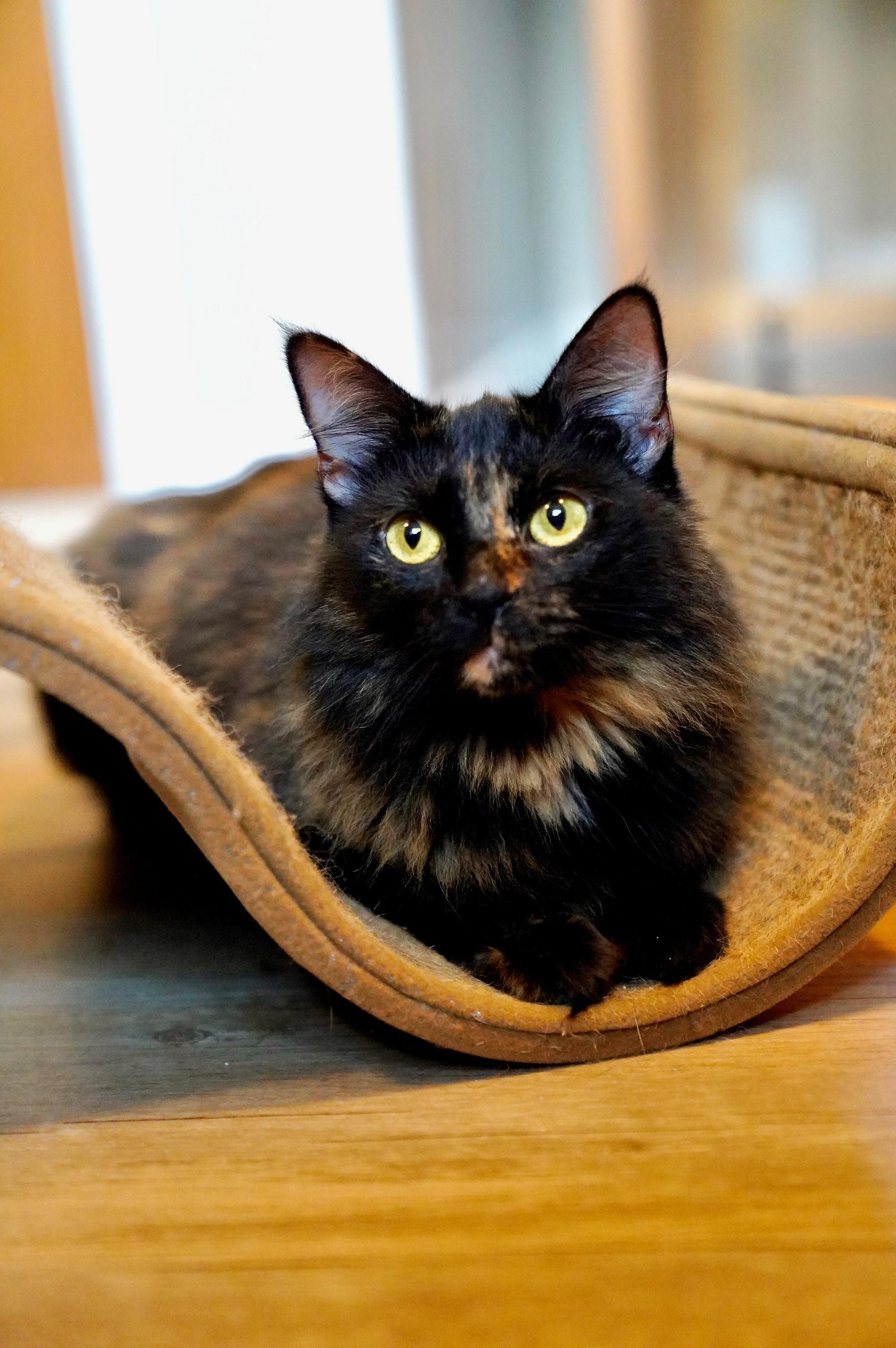 Enlarge Temari, a Adopted mixed breed in Hixson, TN image 2/6