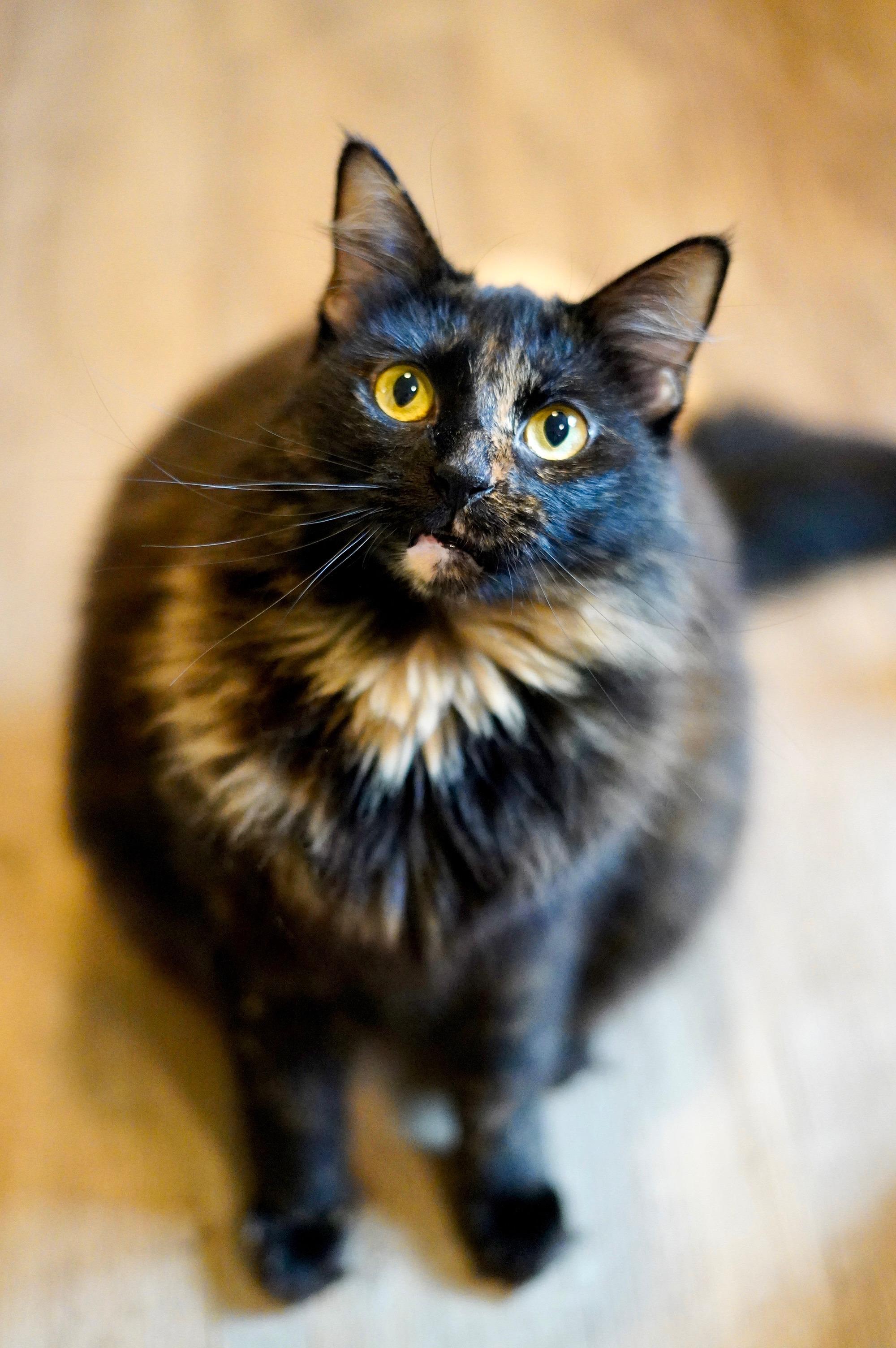 Enlarge Temari, a Adopted mixed breed in Hixson, TN image 3/6