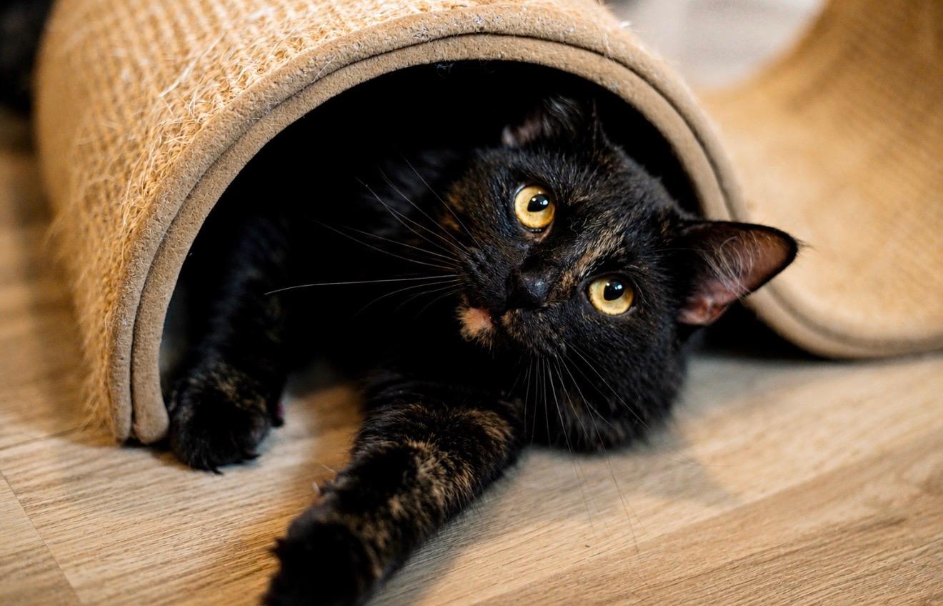 Enlarge Temari, a Adopted mixed breed in Hixson, TN image 5/6