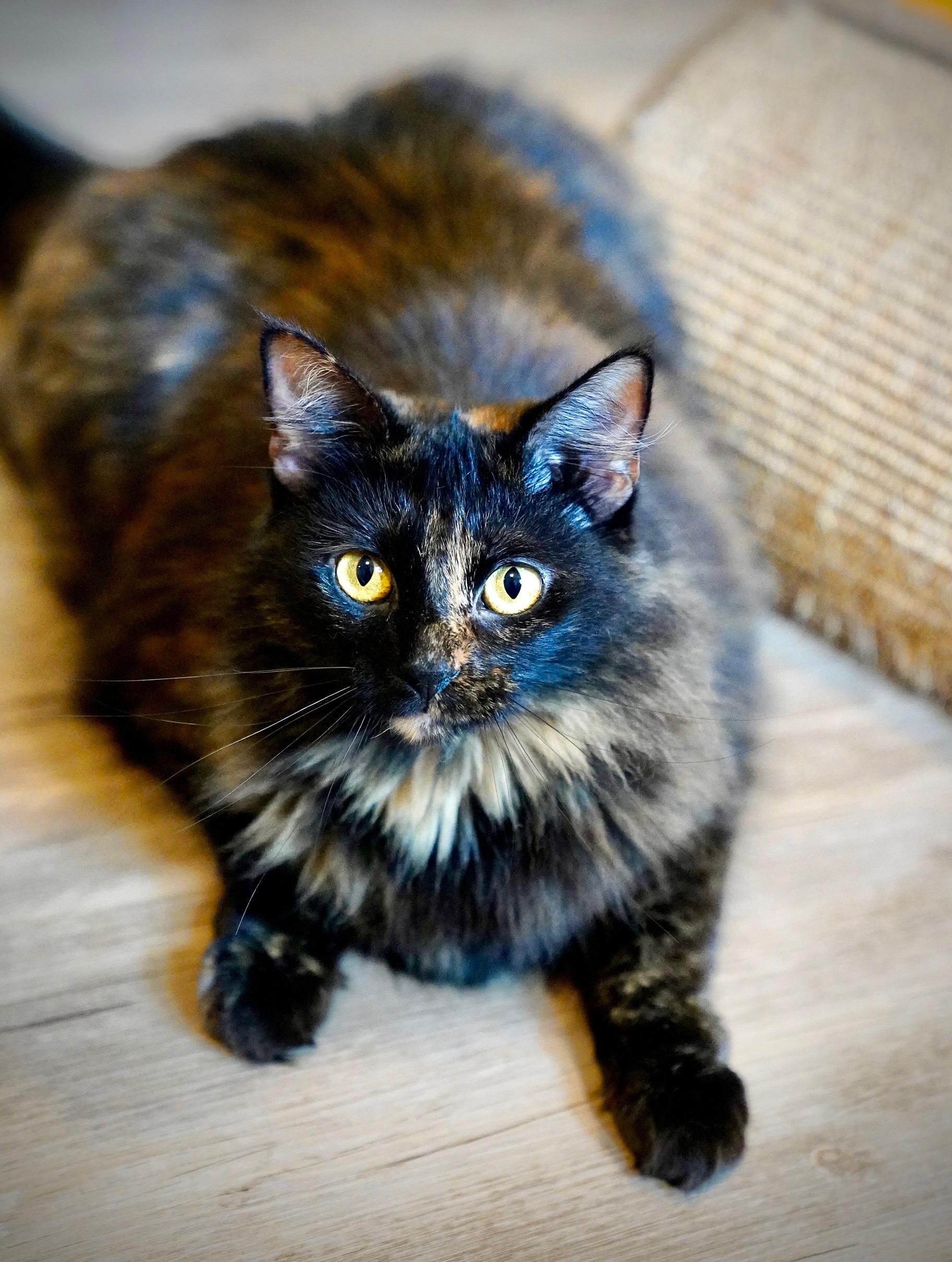Enlarge Temari, a Adopted mixed breed in Hixson, TN image 1/6