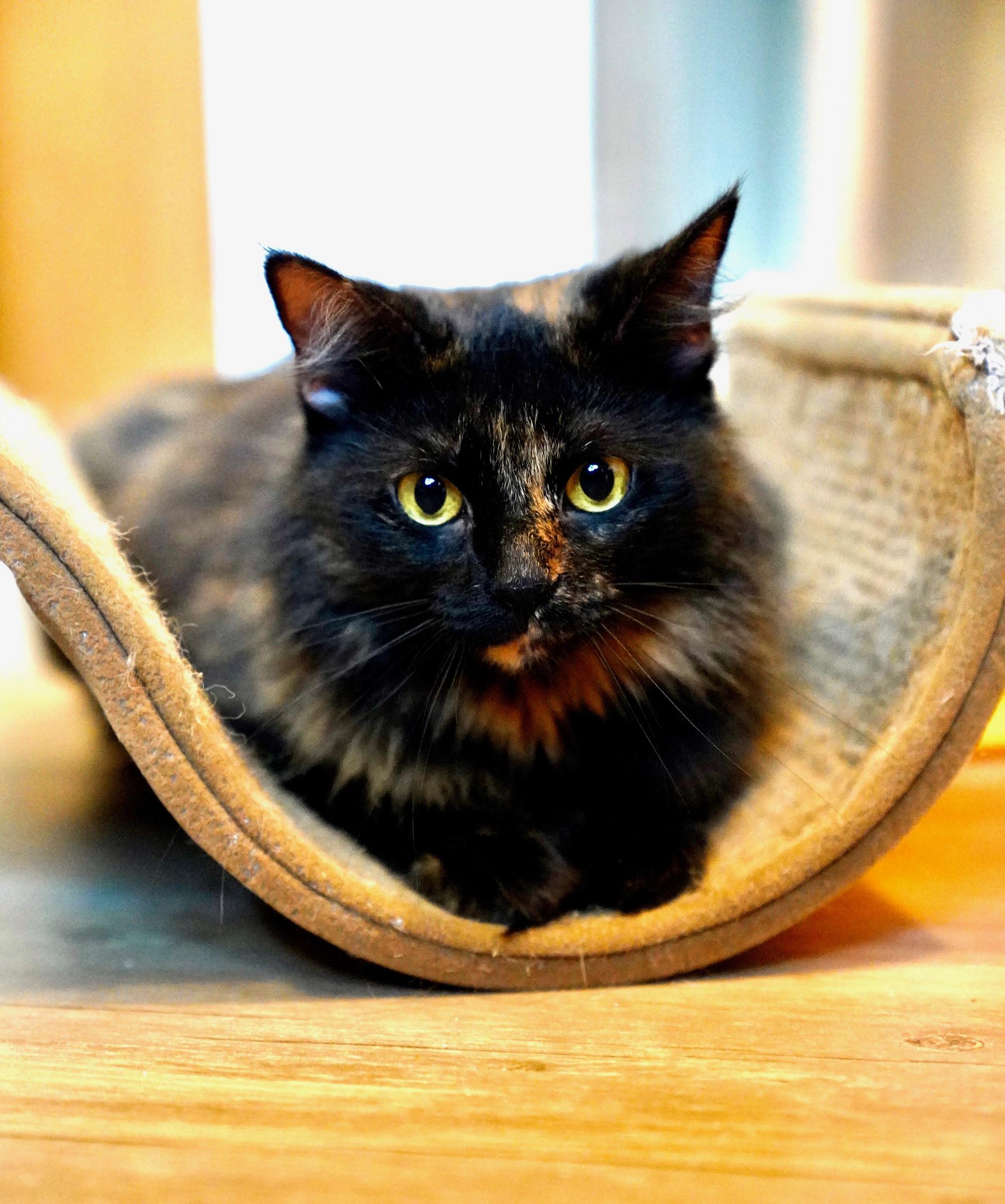 Enlarge Temari, a Adopted mixed breed in Hixson, TN image 6/6