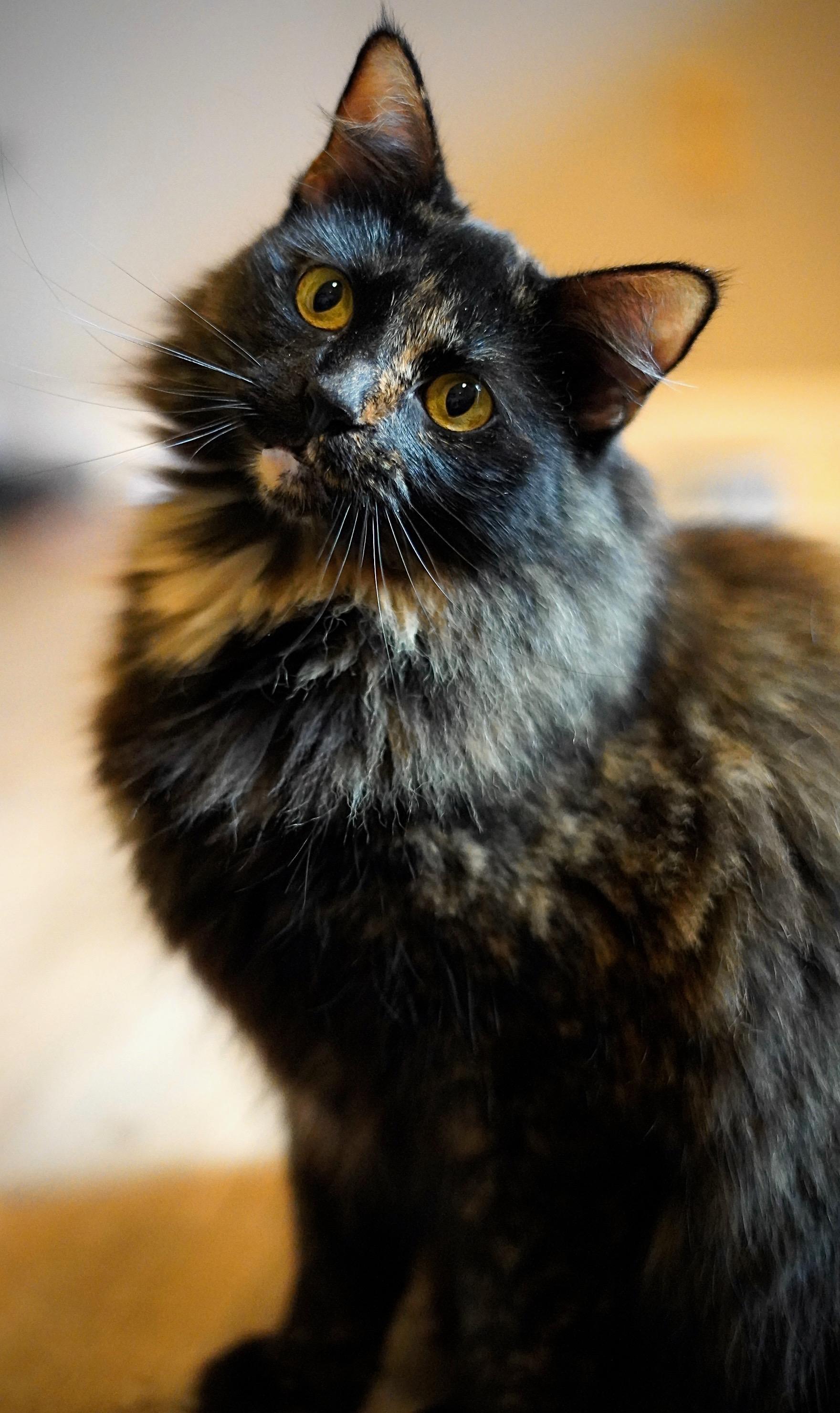 Enlarge Temari, a Adopted mixed breed in Hixson, TN image 4/6