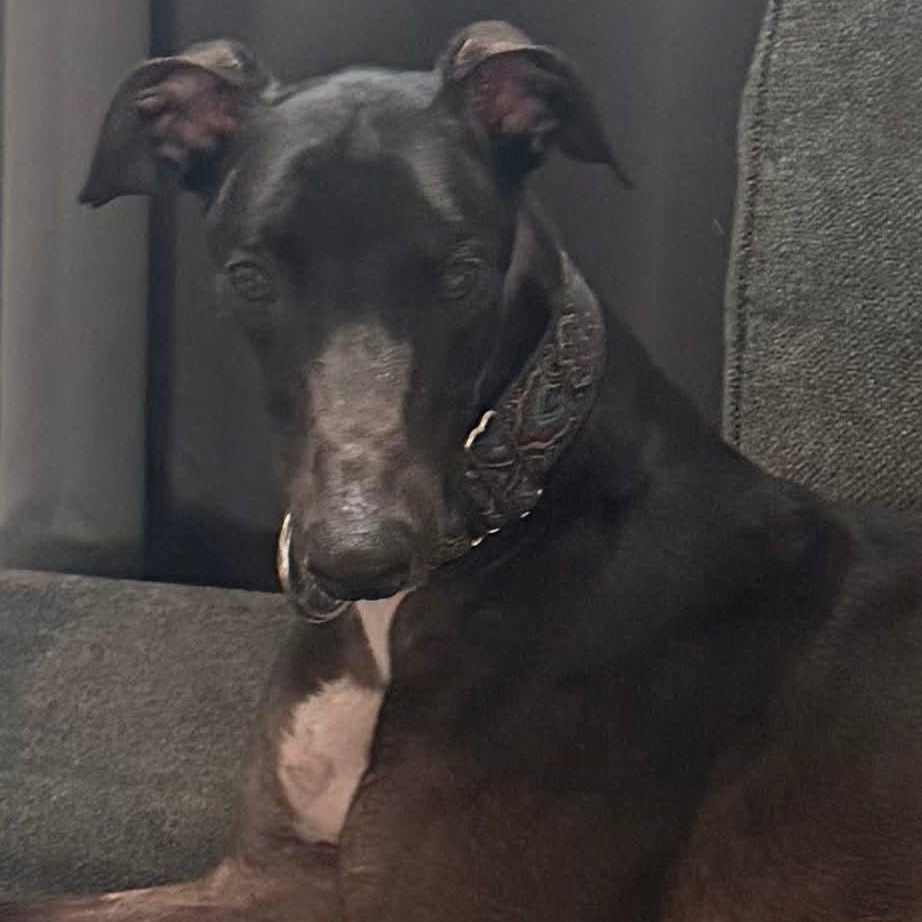 Anothr Rainynite (Storm), ADOPTABLE, Adult Male Greyhound.