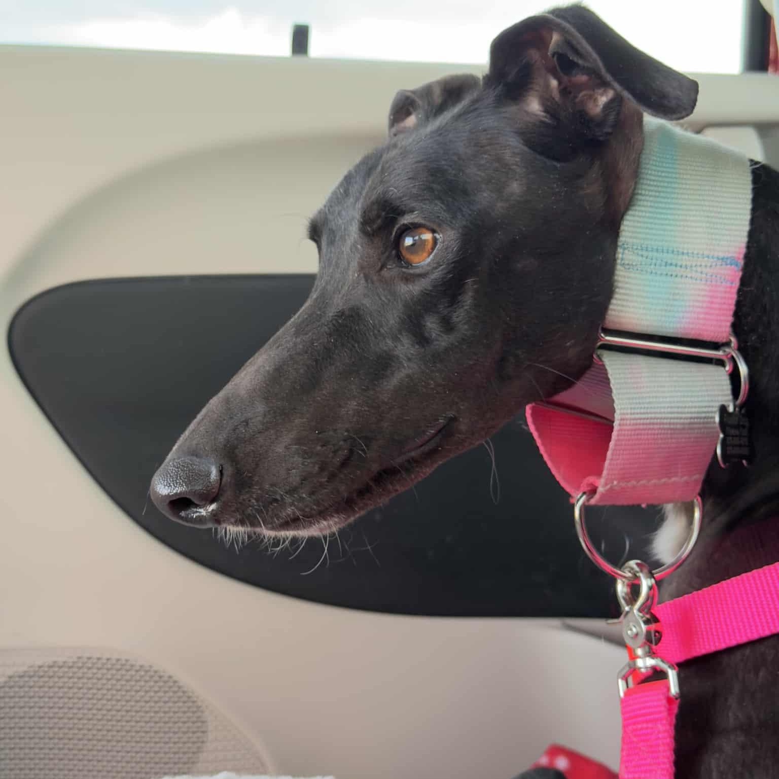 Enlarge Anothr Rainynite (Storm), a ADOPTABLE Greyhound in North Port, FL image 2/5