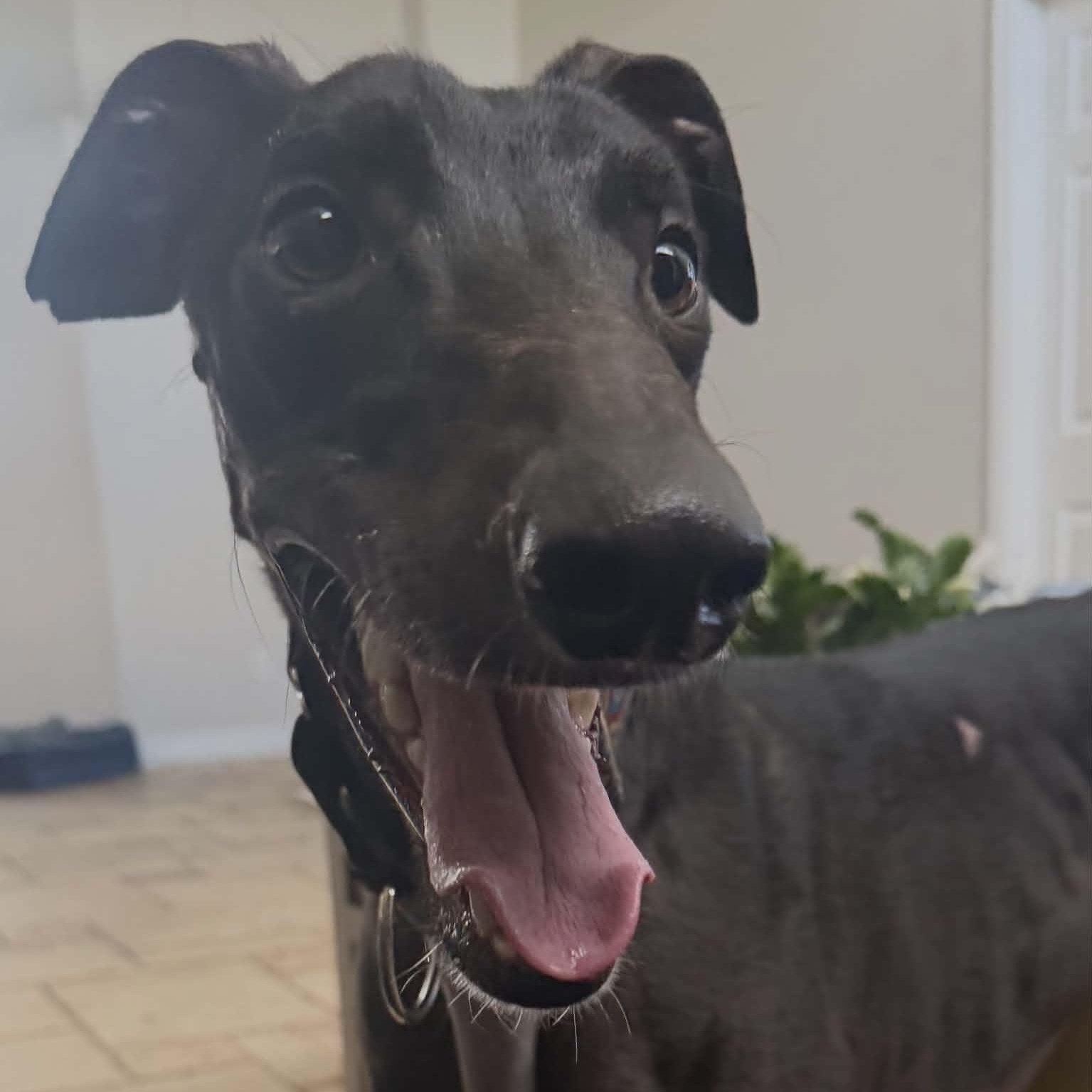 Enlarge Anothr Rainynite (Storm), a ADOPTABLE Greyhound in North Port, FL image 3/5