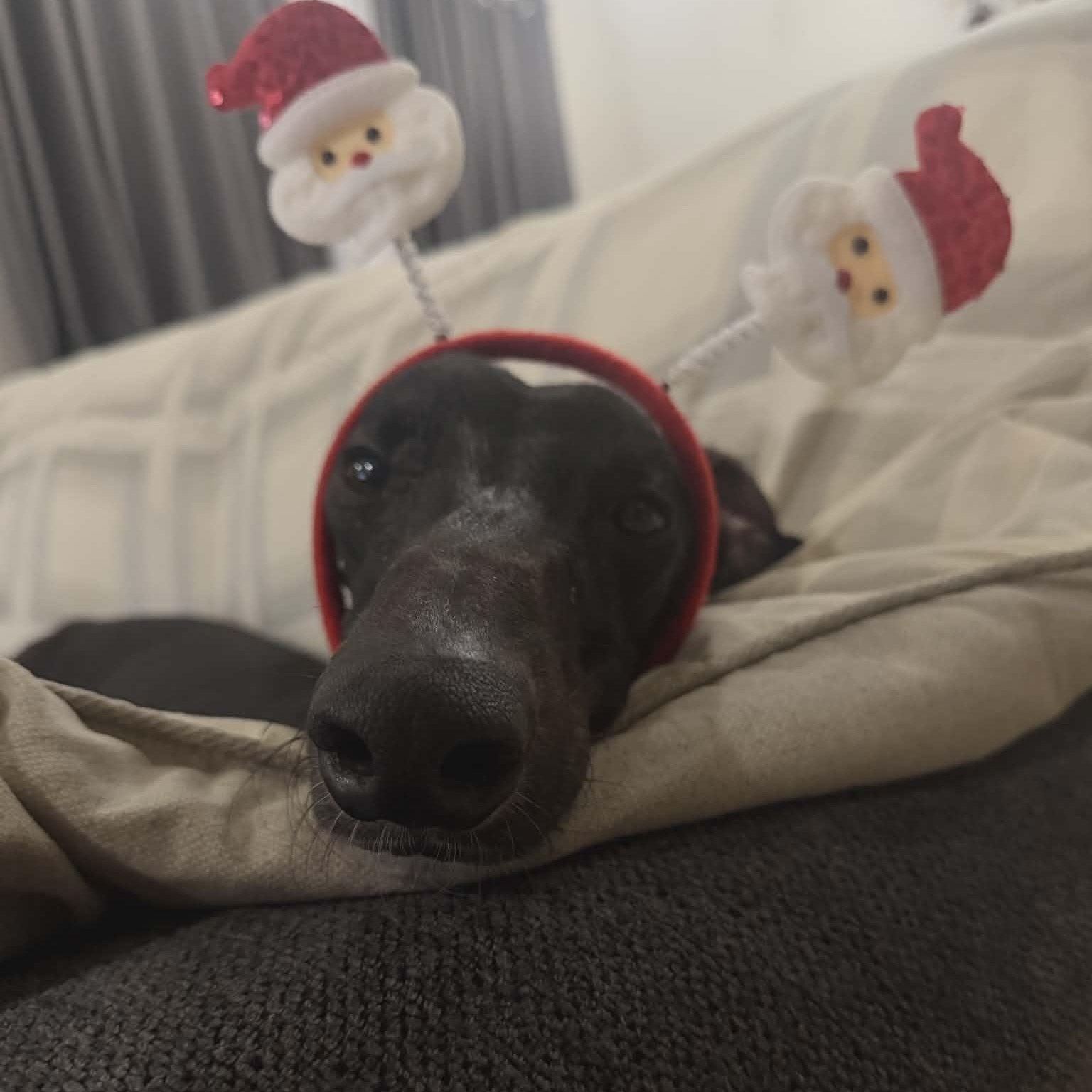 Enlarge Anothr Rainynite (Storm), a ADOPTABLE Greyhound in North Port, FL image 4/5