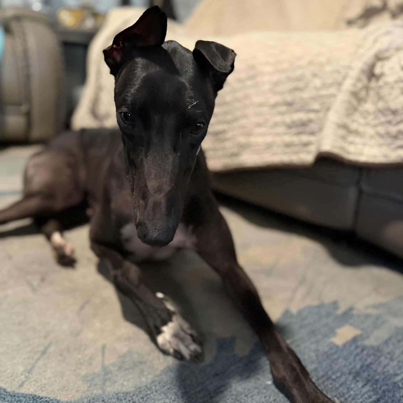 Enlarge Anothr Rainynite (Storm), a ADOPTABLE Greyhound in North Port, FL image 5/5