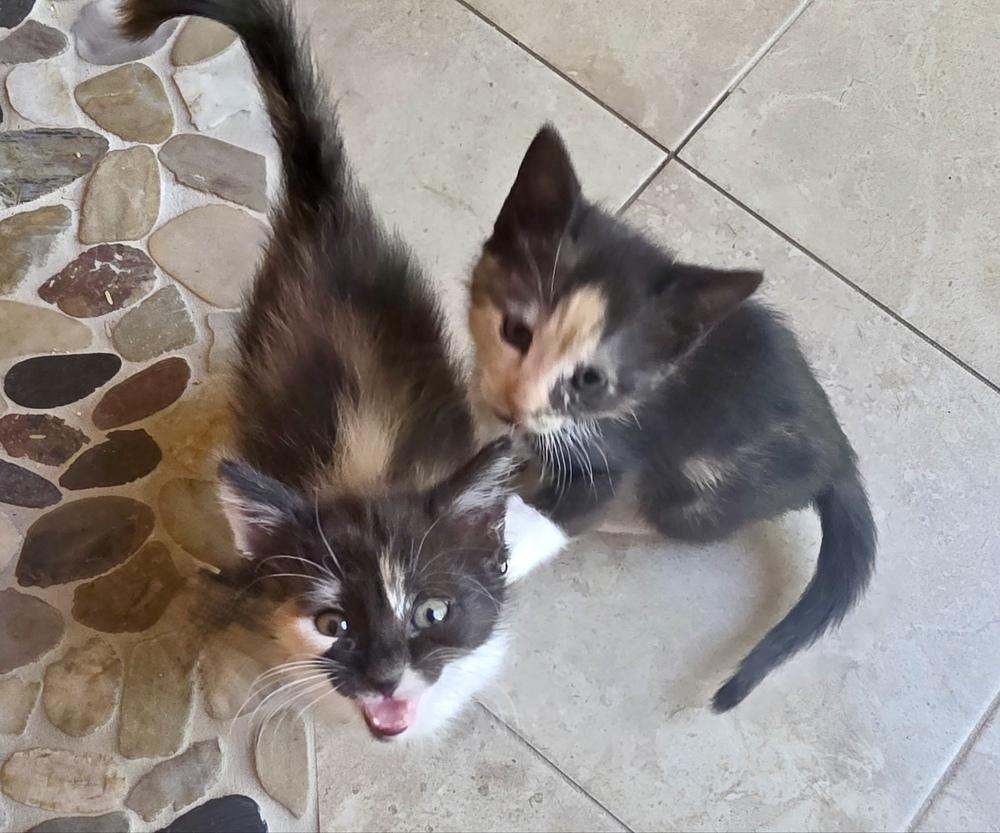 Butterscotch, Adoptable, Kitten Female Domestic Short Hair.