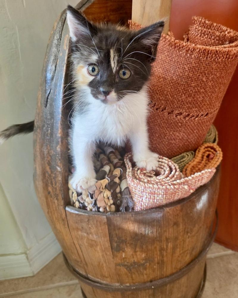 Enlarge Butterscotch, a Adoptable Domestic Short Hair in Green Valley, AZ image 2/5