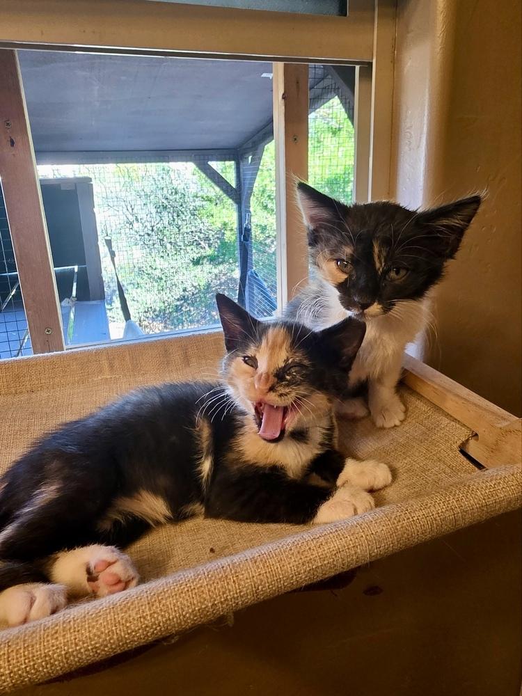 Enlarge Butterscotch, a Adoptable Domestic Short Hair in Green Valley, AZ image 5/5