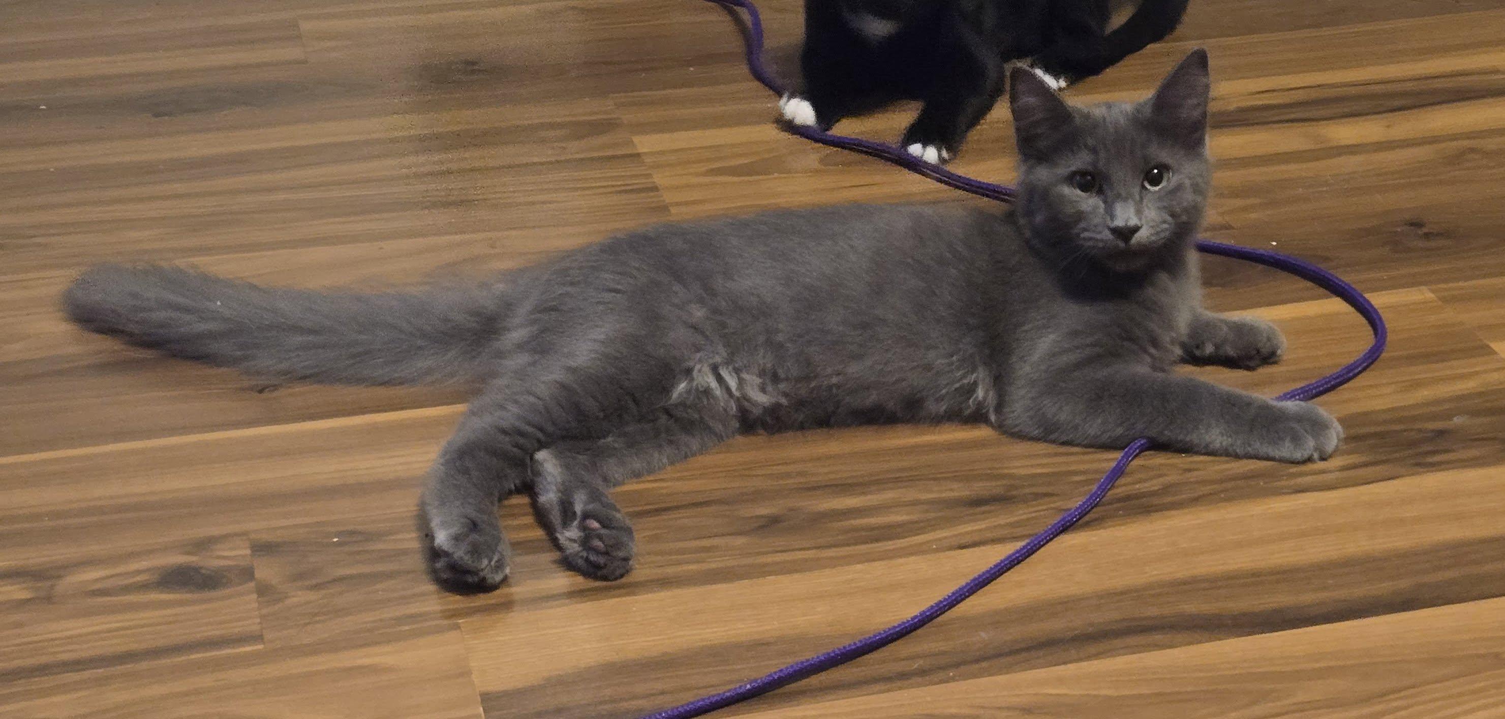 Kenny, Adoptable, Kitten Male Domestic Medium Hair.