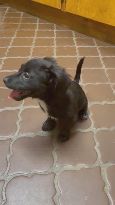 Enlarge Winnie, a Adopted mixed breed in Meridian, MS video 5/9