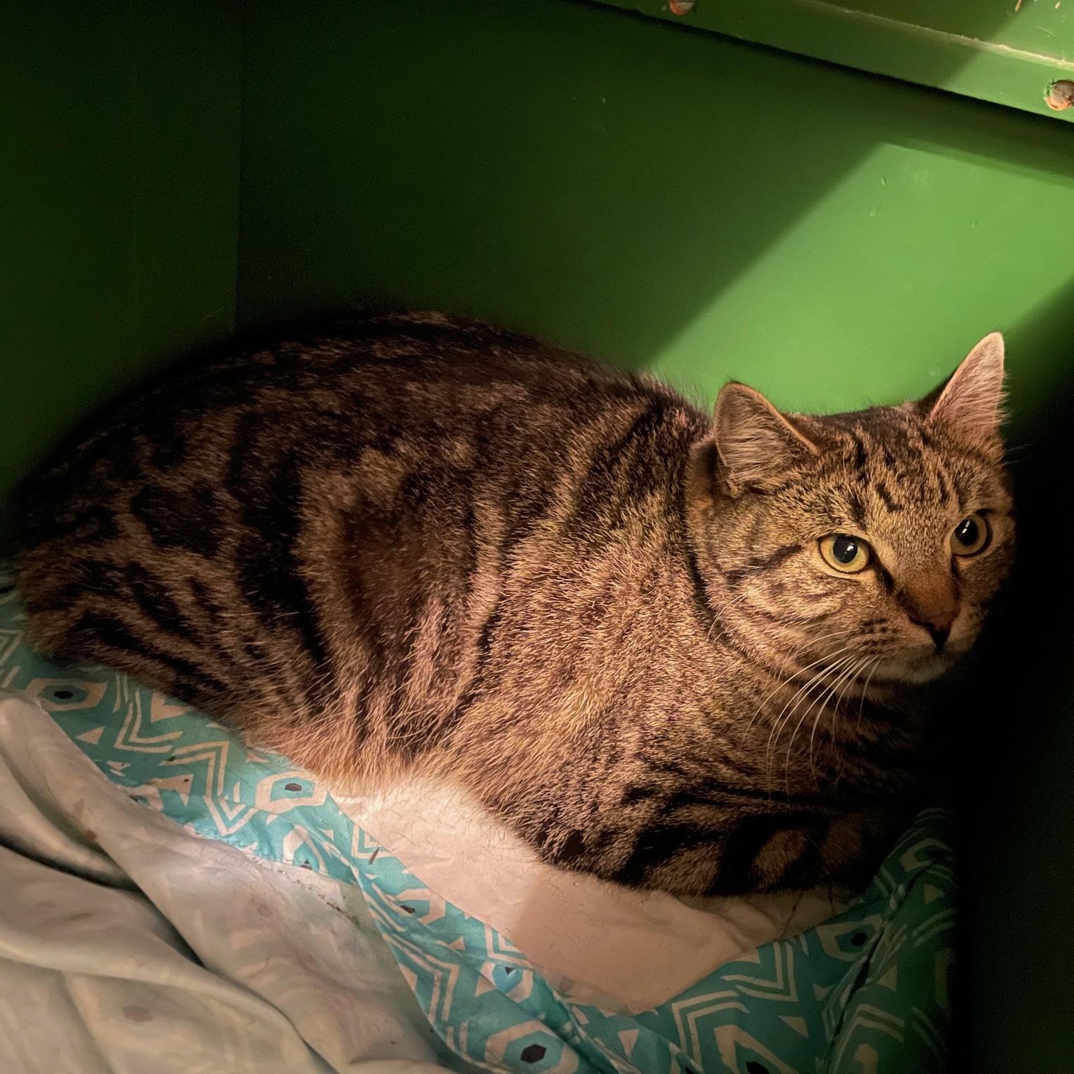 Enlarge Astro, a Adoptable Domestic Short Hair in Douglas, MA image 2/4