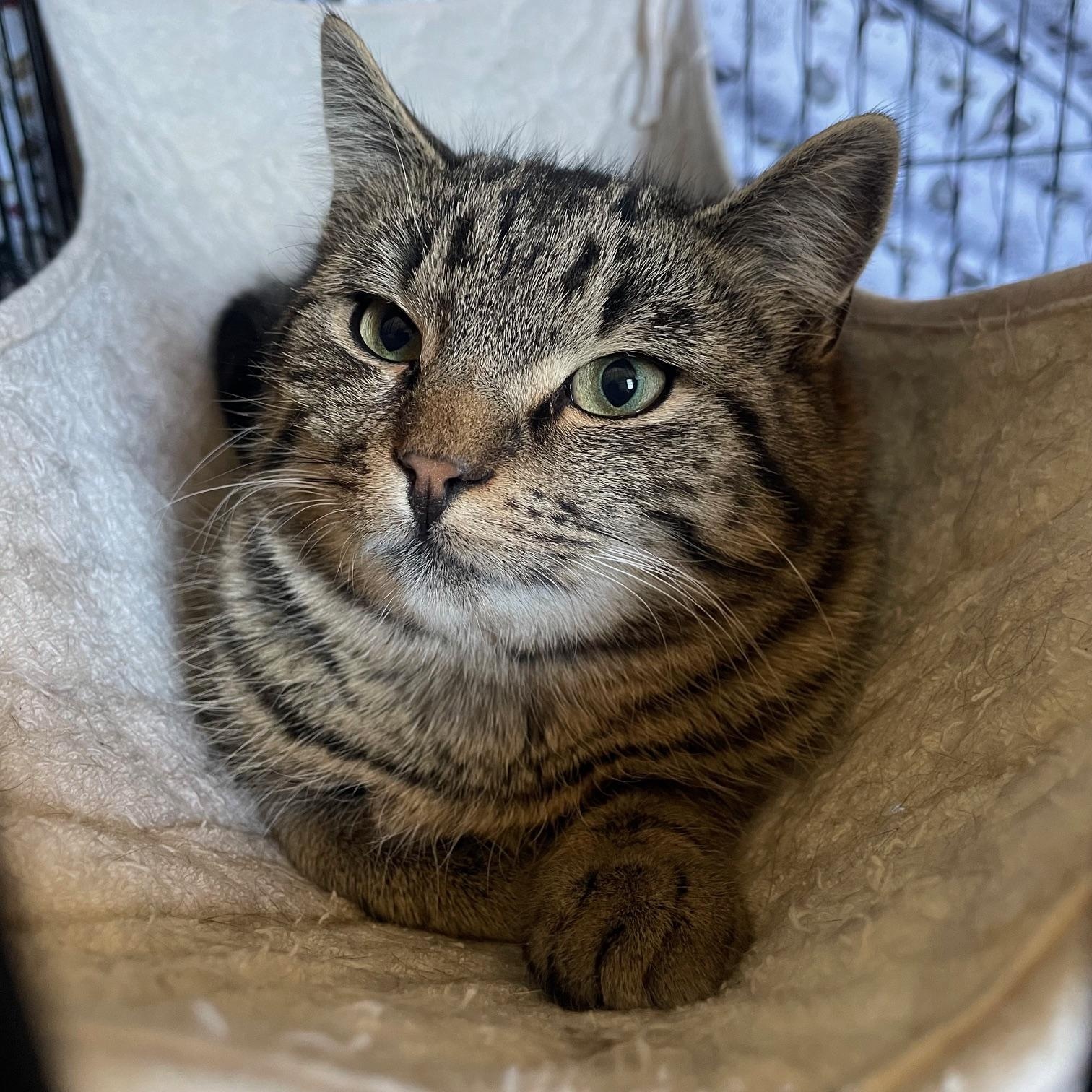 Enlarge Astro, a Adoptable Domestic Short Hair in Douglas, MA image 3/4