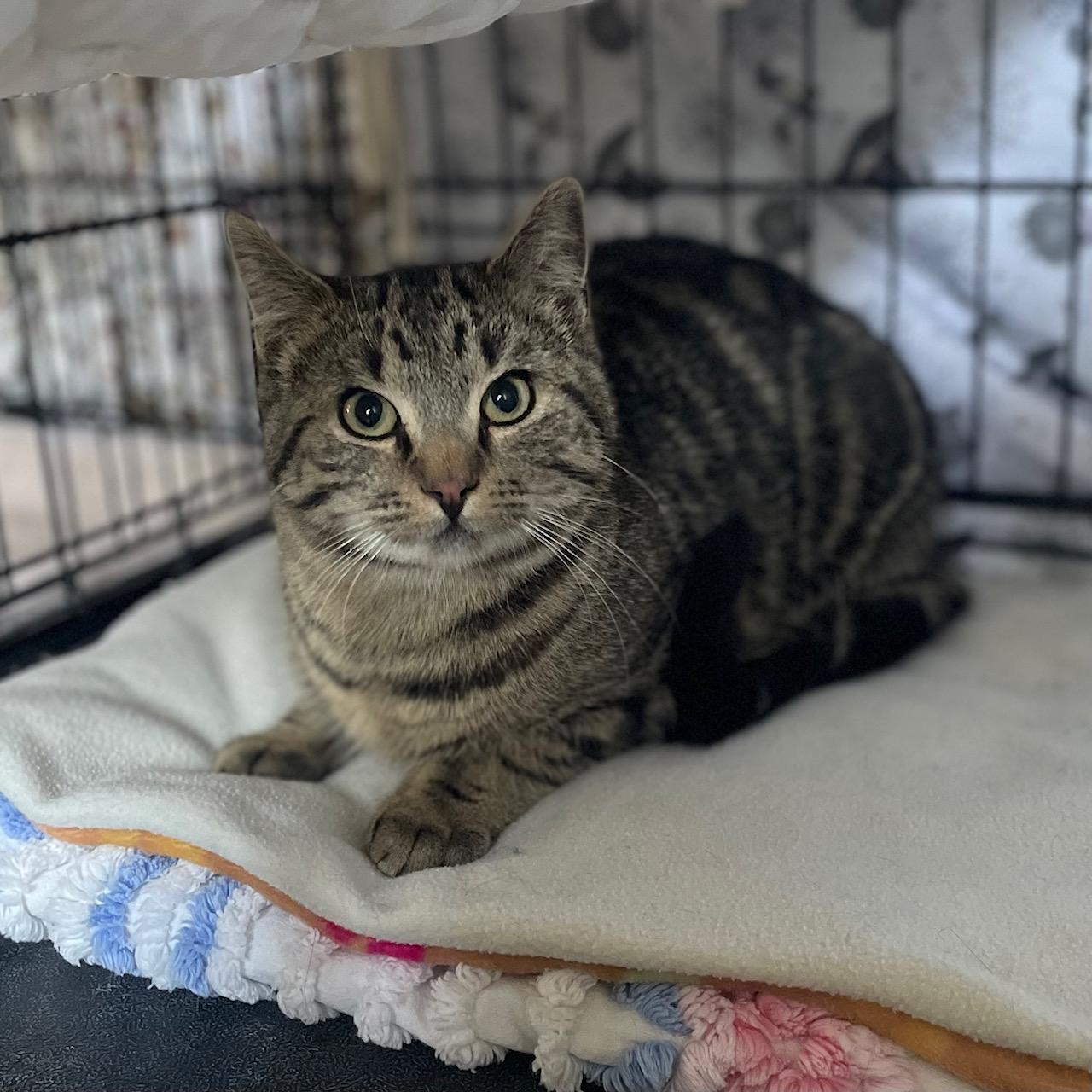 Enlarge Astro, a Adoptable Domestic Short Hair in Douglas, MA image 4/4