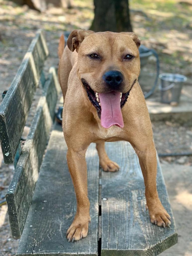 Willie, Adoptable, Young Male Black Mouth Cur & Shepherd.