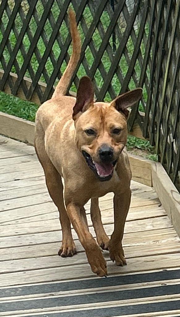 Enlarge Willie, a Adoptable mixed breed in Sherwood, AR image 1/4