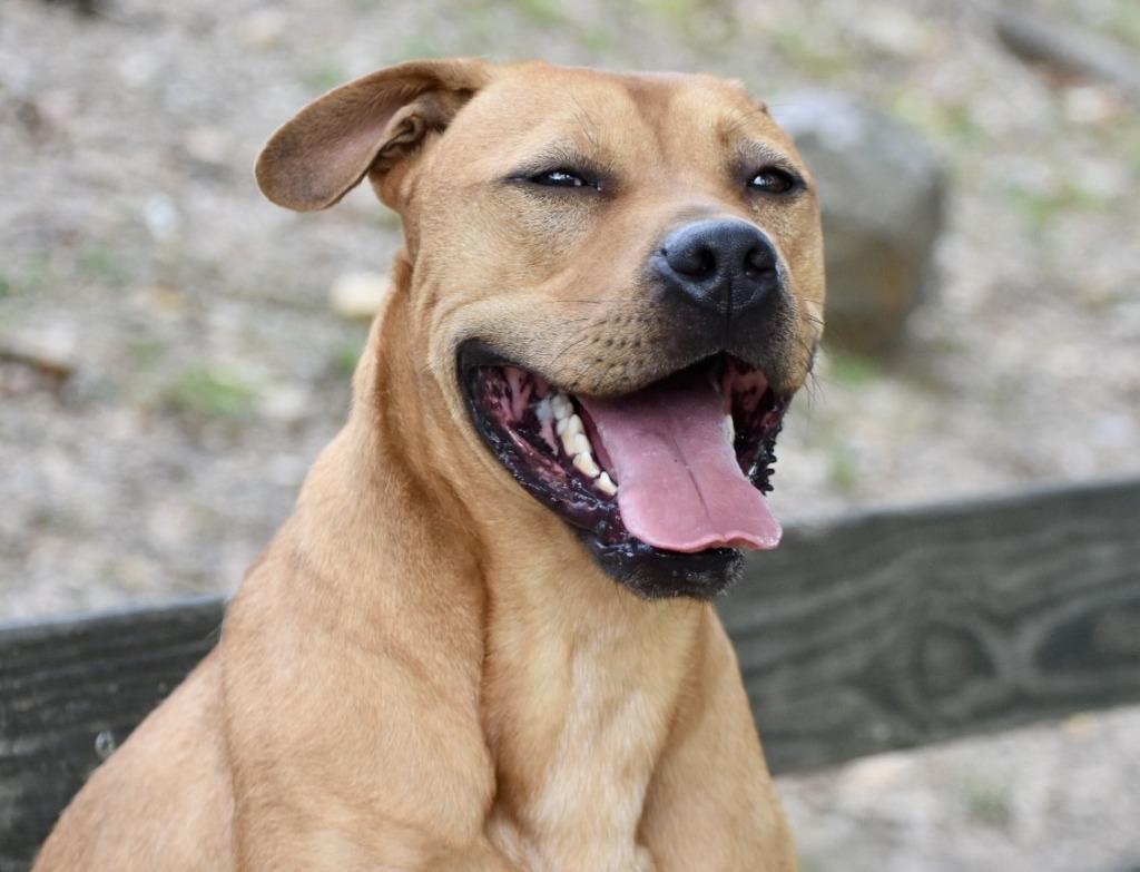 Enlarge Willie, a Adoptable mixed breed in Sherwood, AR image 2/4