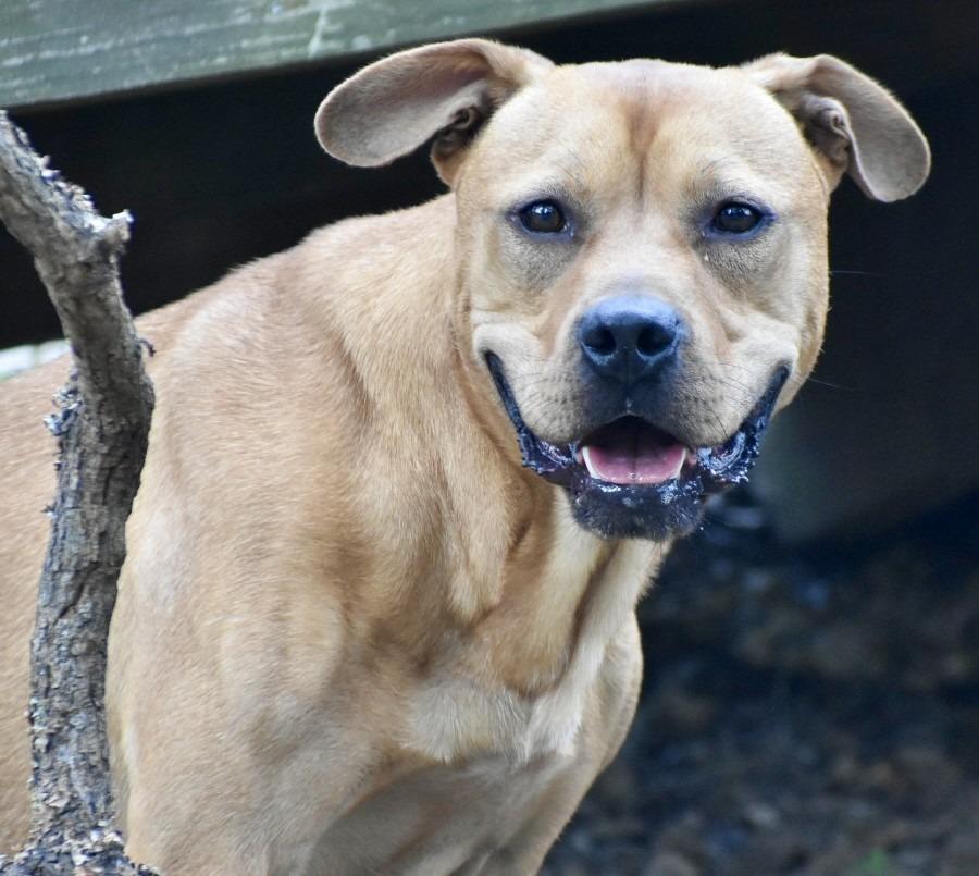 Enlarge Willie, a Adoptable mixed breed in Sherwood, AR image 4/4