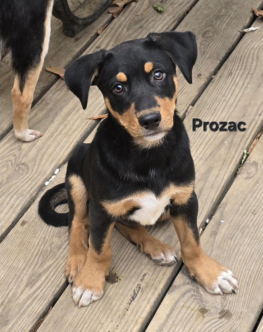 Prozac, adoptable, Puppy Male Cattle Dog.