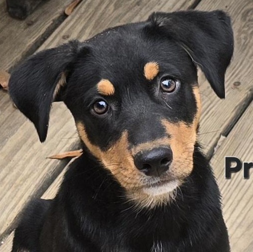 Enlarge Prozac, an adoptable mixed breed in Fredericksburg, VA image 1/5