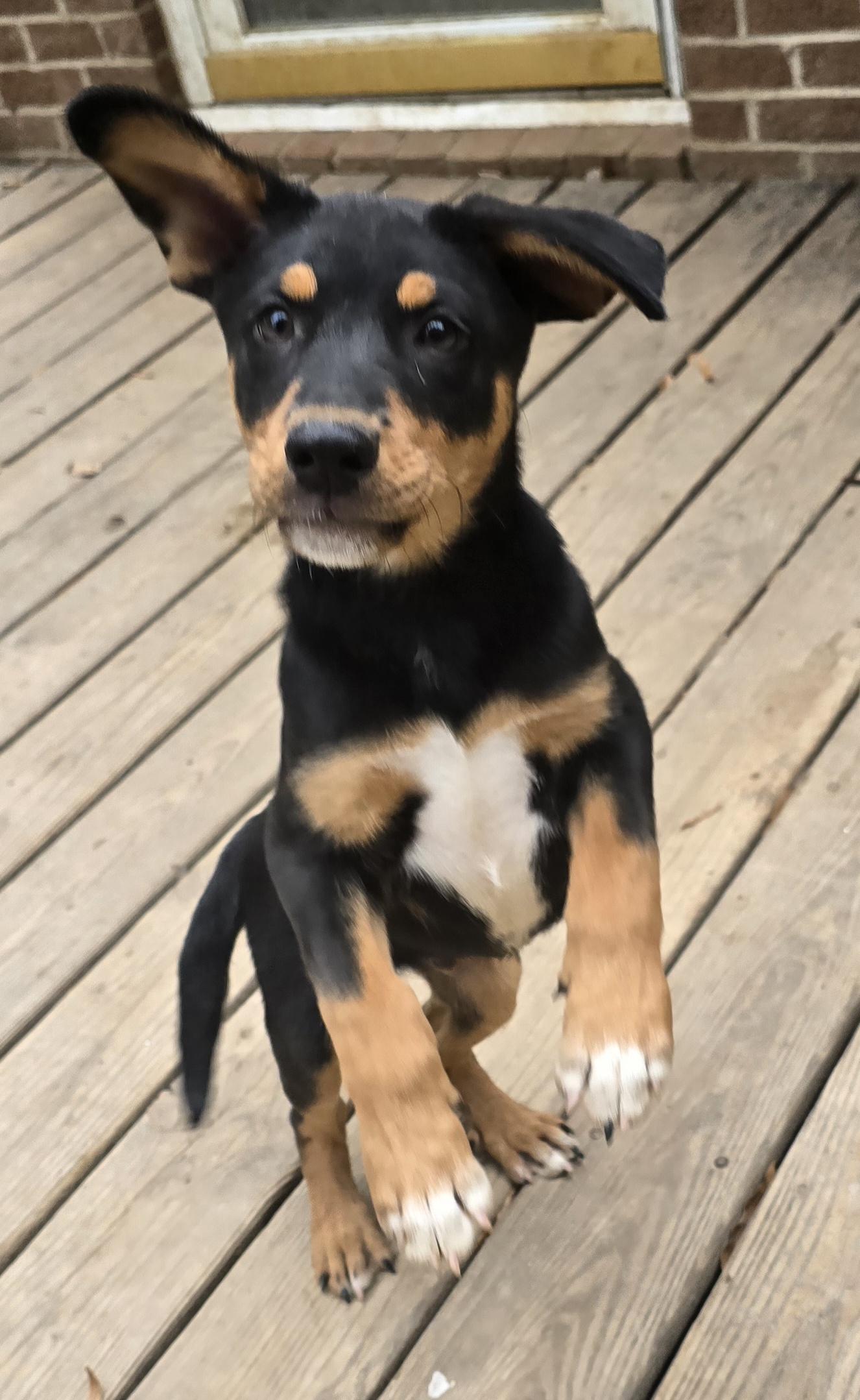 Enlarge Prozac, an adoptable mixed breed in Fredericksburg, VA image 3/5