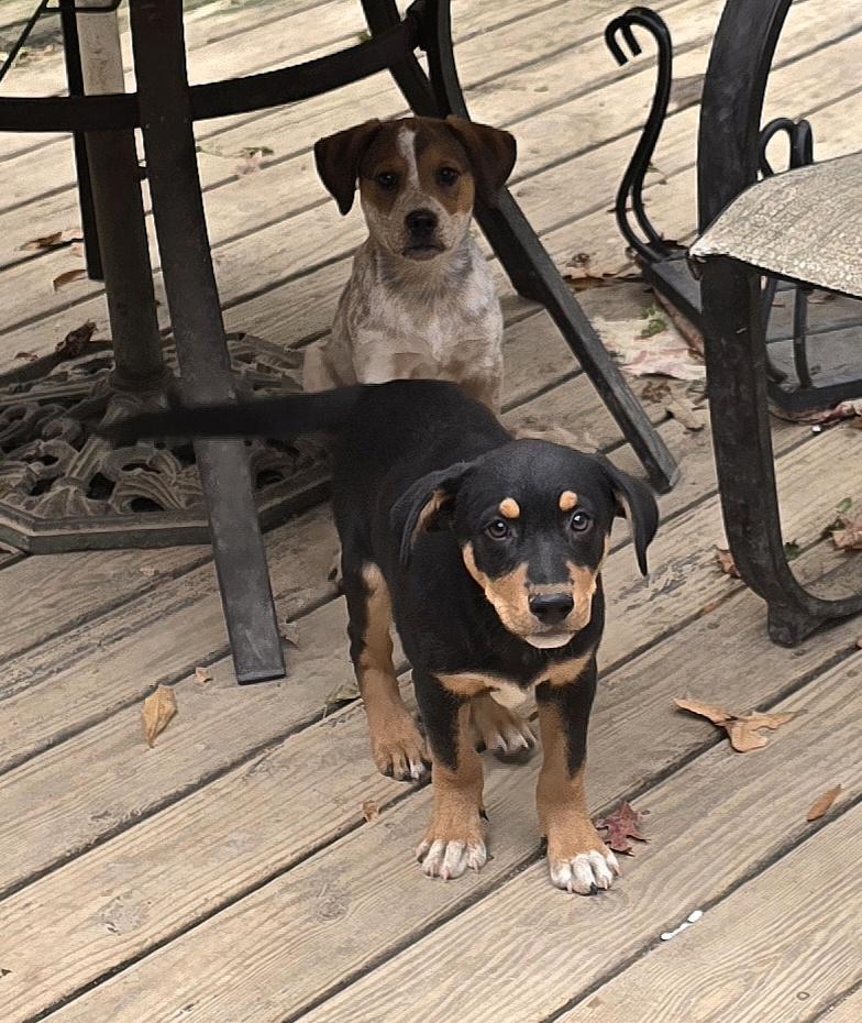 Enlarge Prozac, an adoptable mixed breed in Fredericksburg, VA image 4/5