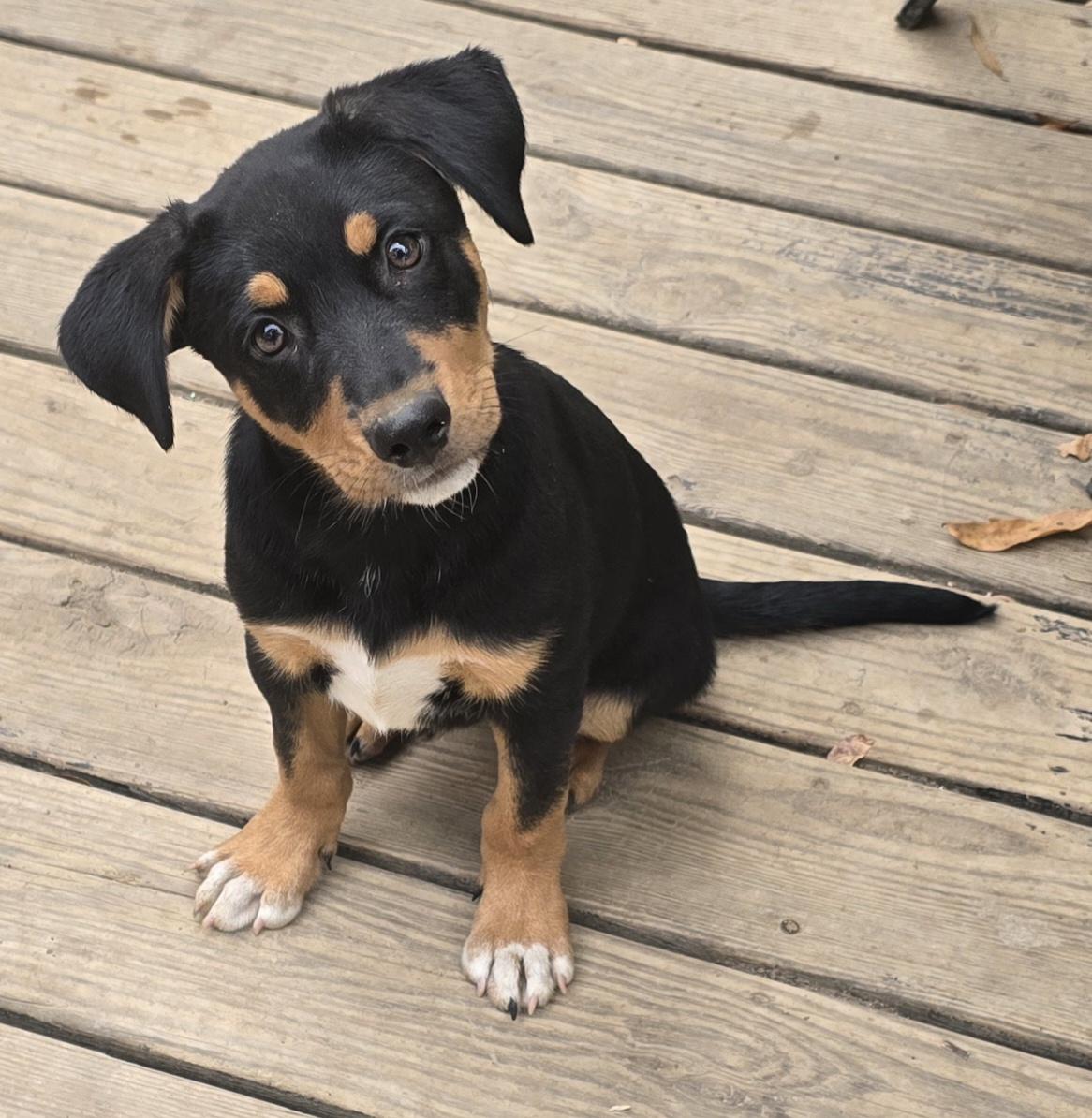 Enlarge Prozac, an adoptable mixed breed in Fredericksburg, VA image 5/5