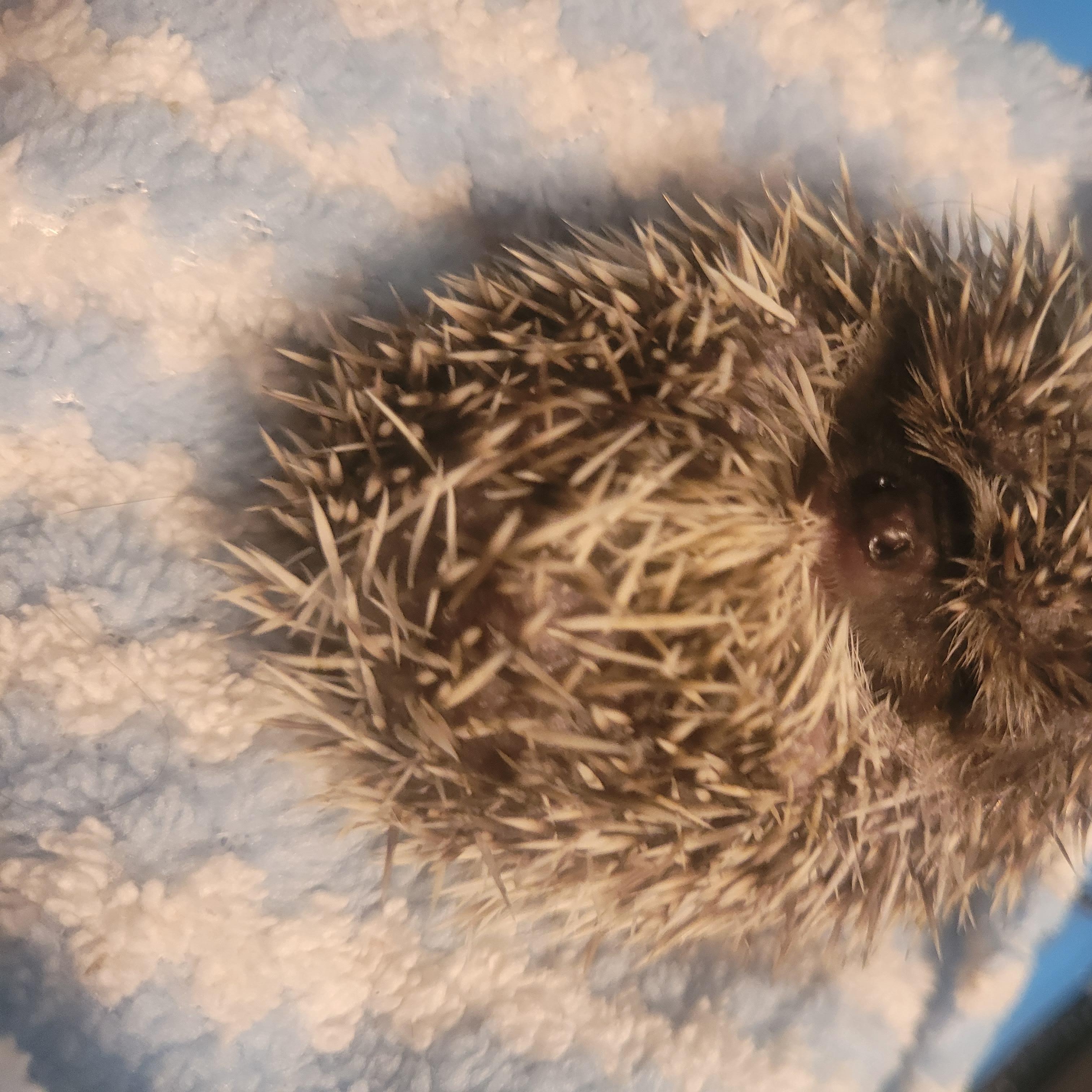 Enlarge Russell, a Adoptable Hedgehog in bauxite, AR image 3/3