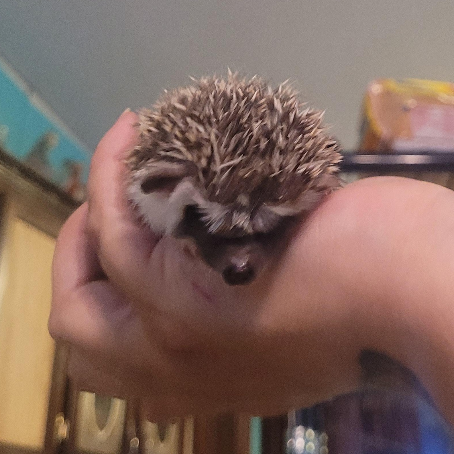 Enlarge Russell, a Adoptable Hedgehog in bauxite, AR image 1/3