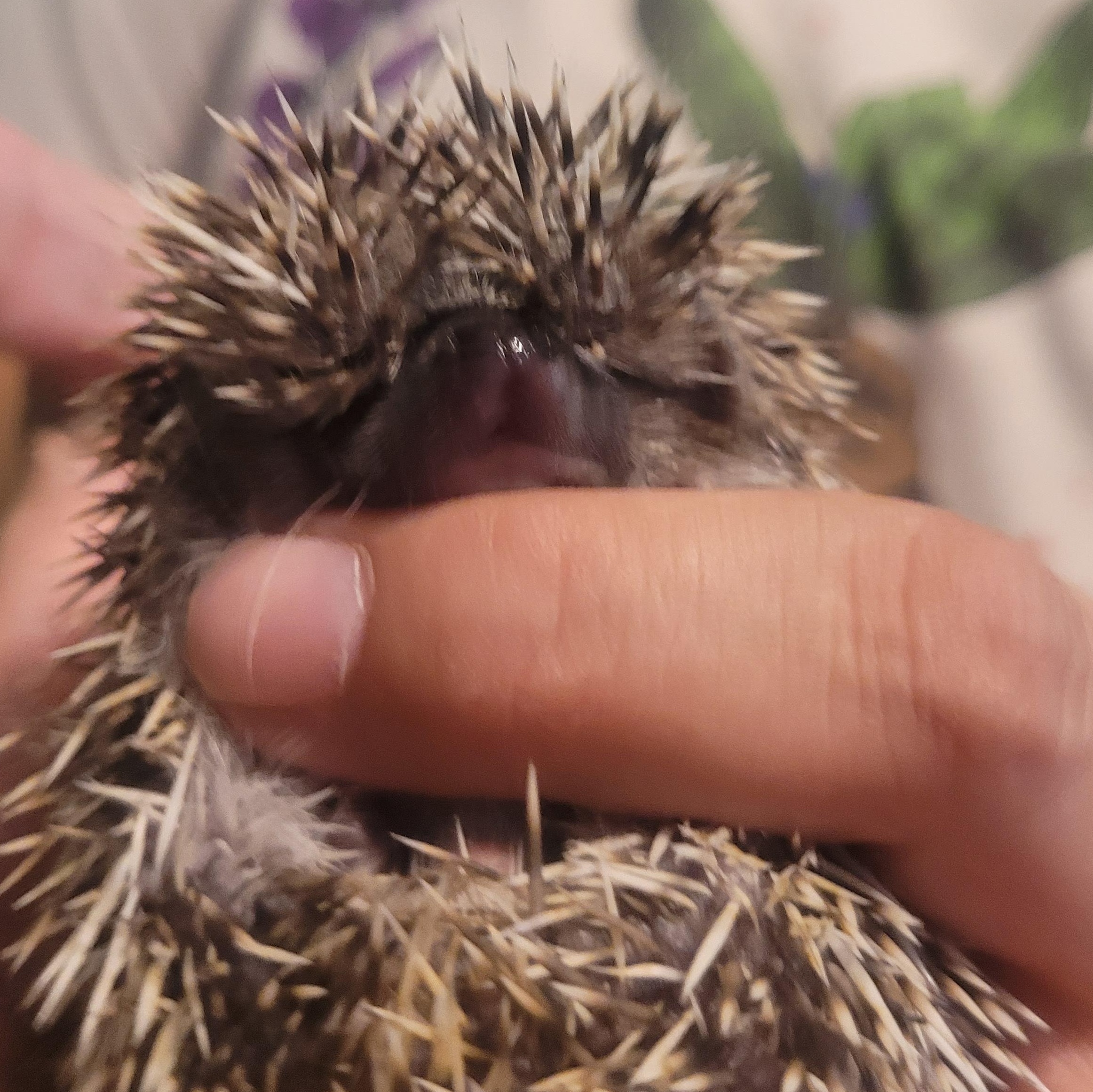 Enlarge Russell, a Adoptable Hedgehog in bauxite, AR image 2/3