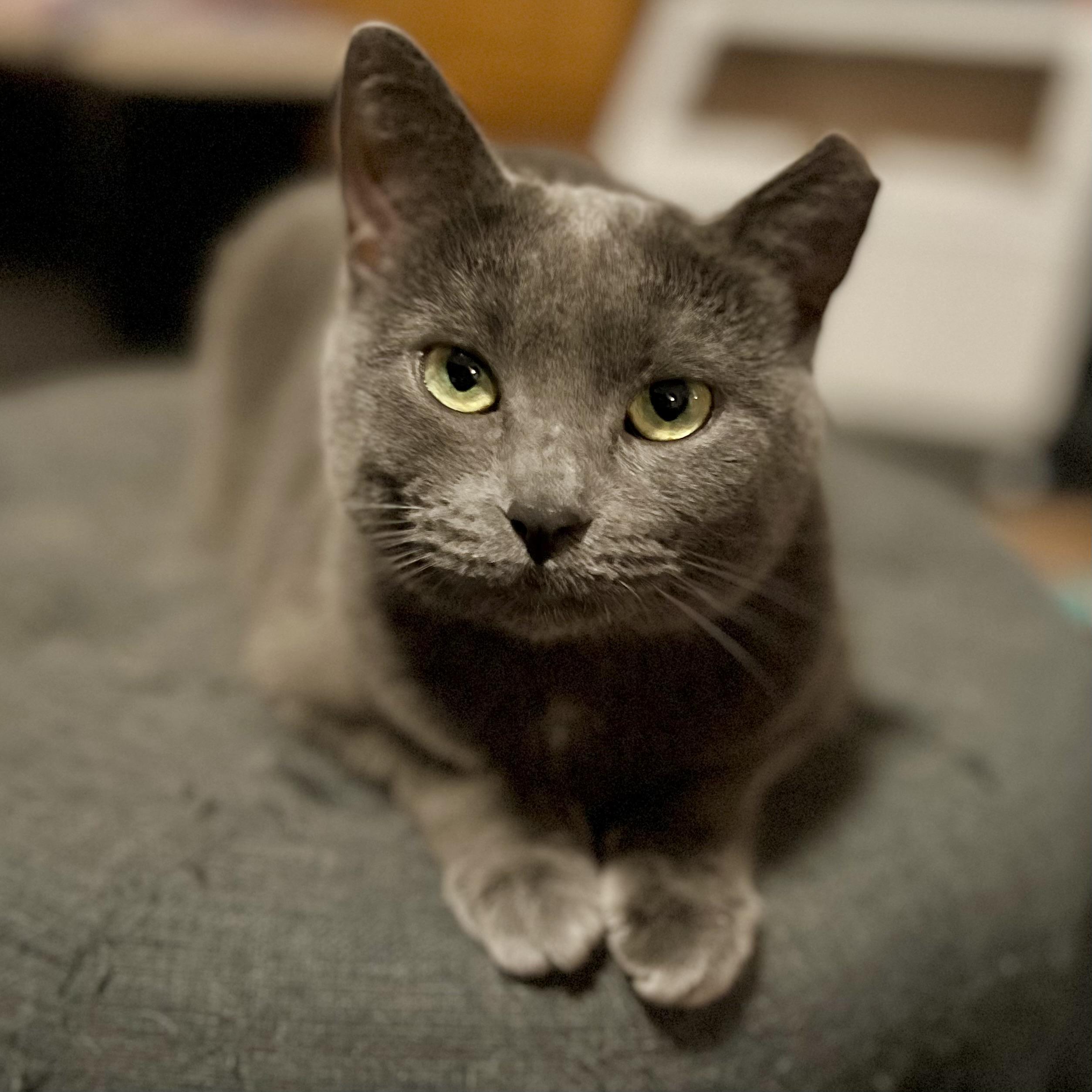 Sammie, a Adoptable Domestic Short Hair image 1/6