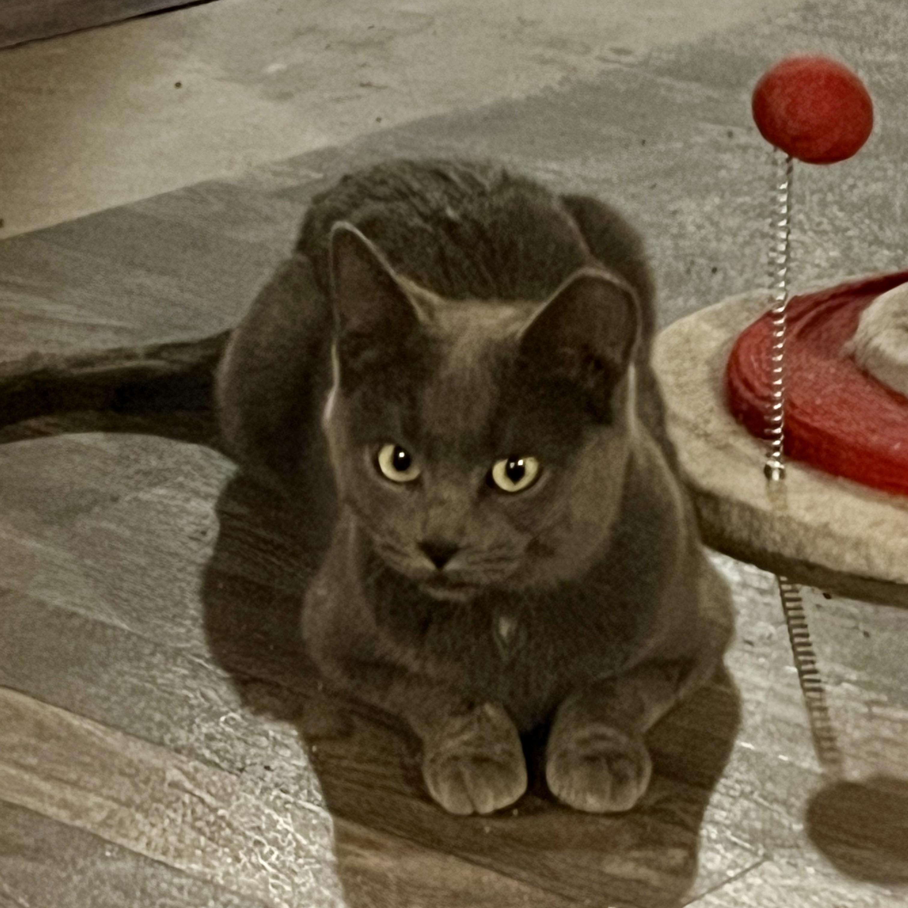 Sammie, a Adoptable Domestic Short Hair image 6/6