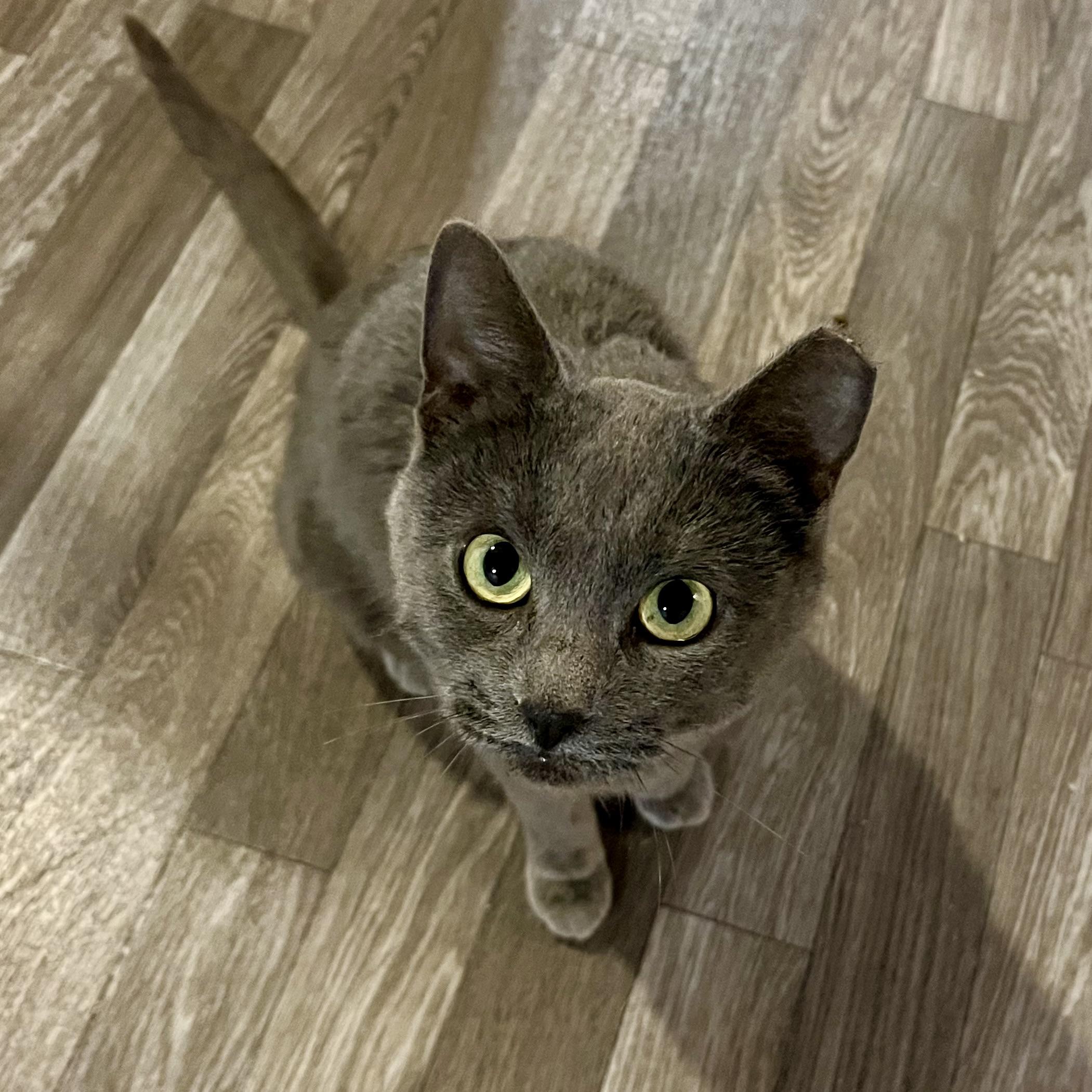 Sammie, a Adoptable Domestic Short Hair image 3/6