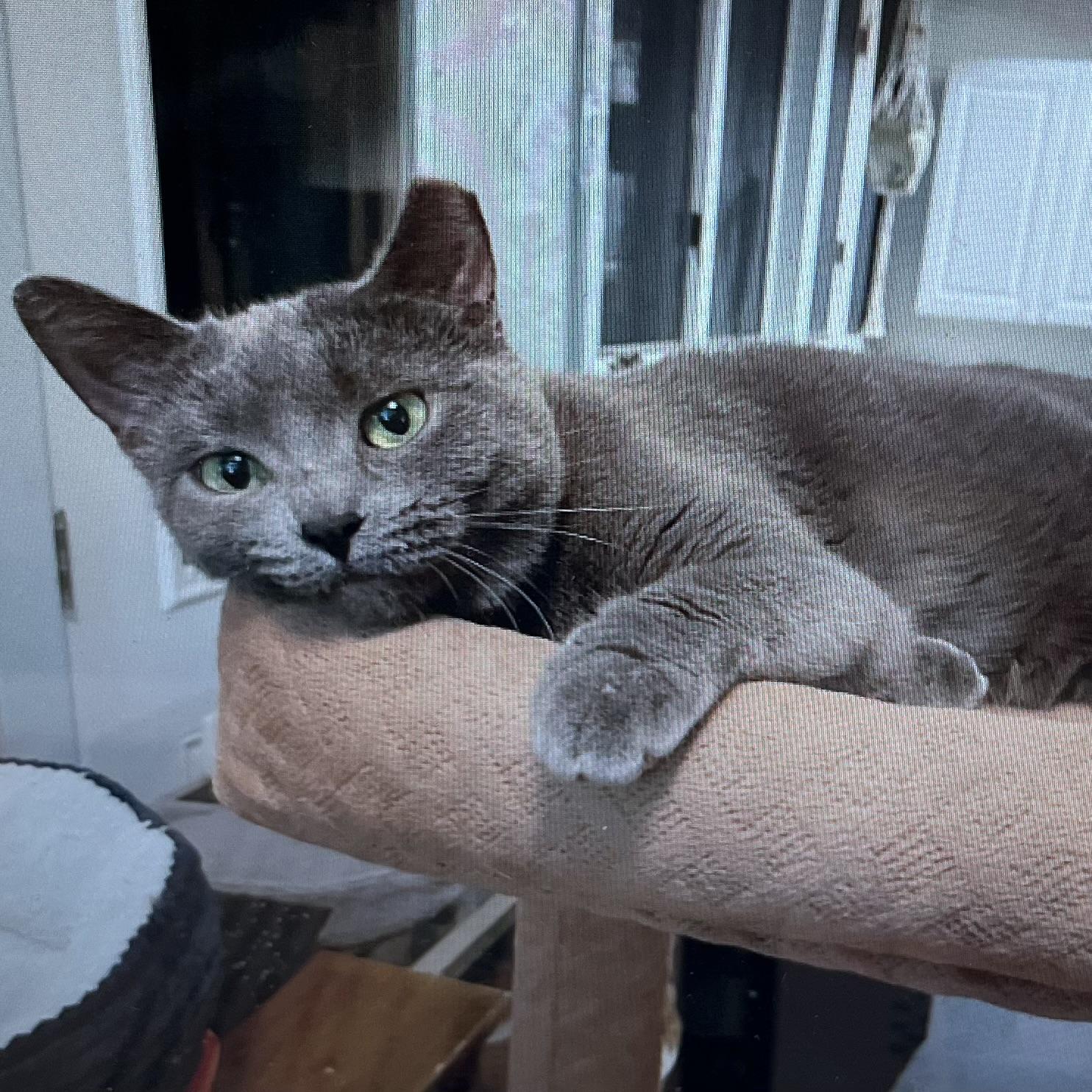 Sammie, a Adoptable Domestic Short Hair image 2/6