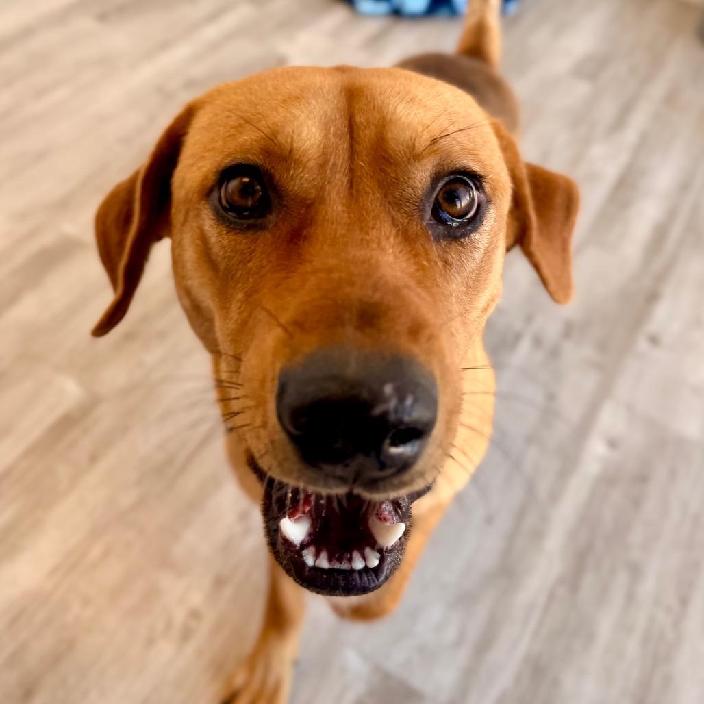 Logan, Adoptable, Adult Male Labrador Retriever & Shepherd.
