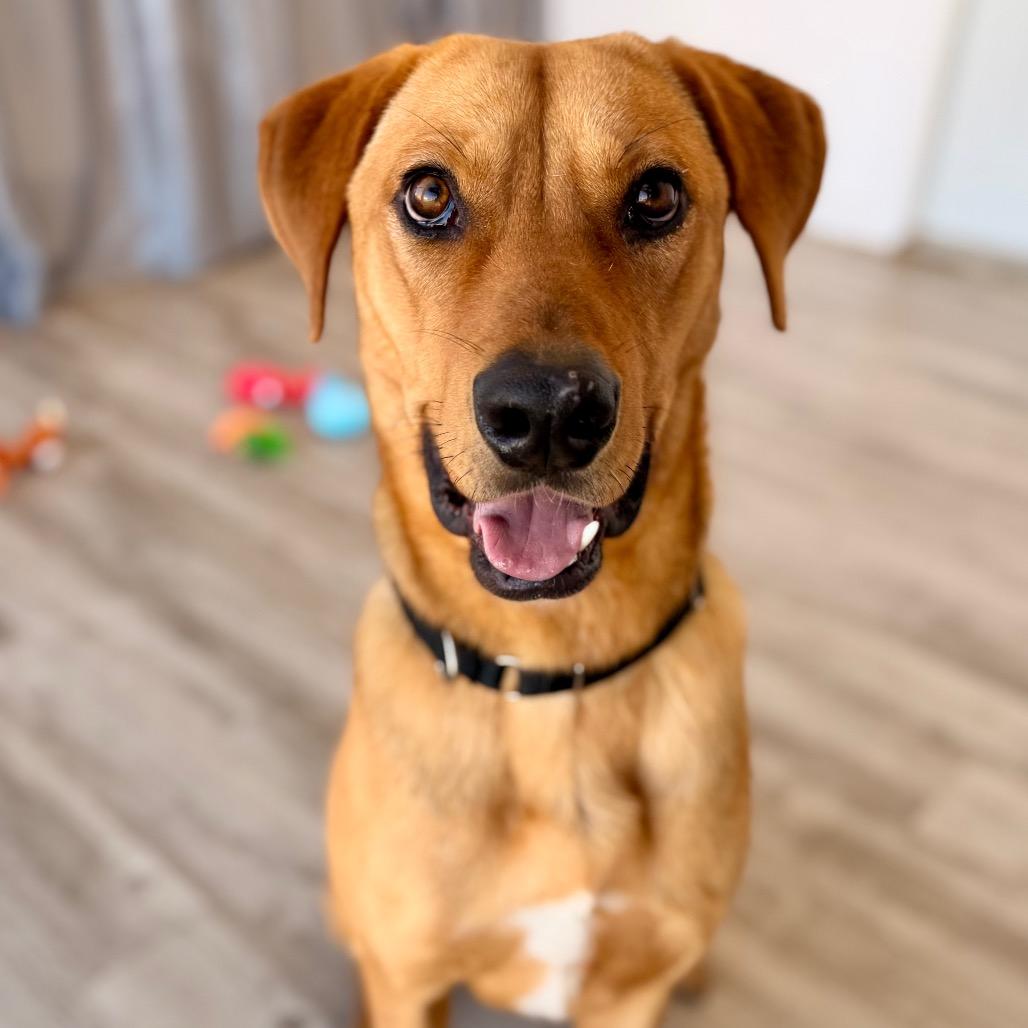Logan, a Adoptable mixed breed in Green Bay, WI image 2/6