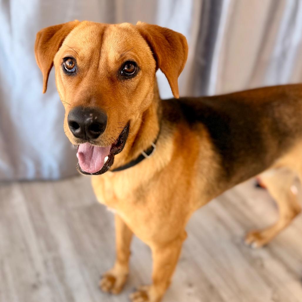 Logan, a Adoptable mixed breed in Green Bay, WI image 3/6