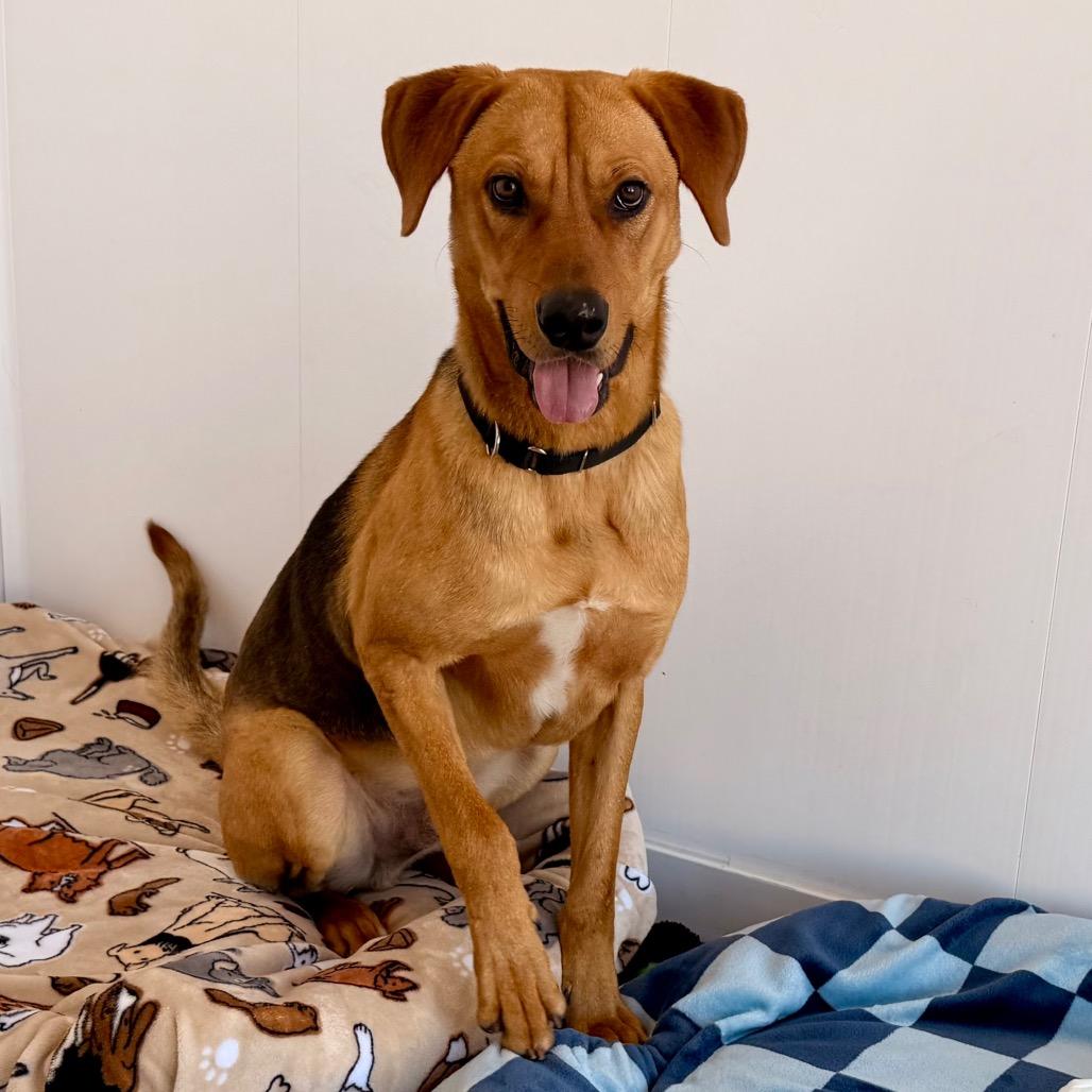 Logan, a Adoptable mixed breed in Green Bay, WI image 4/6