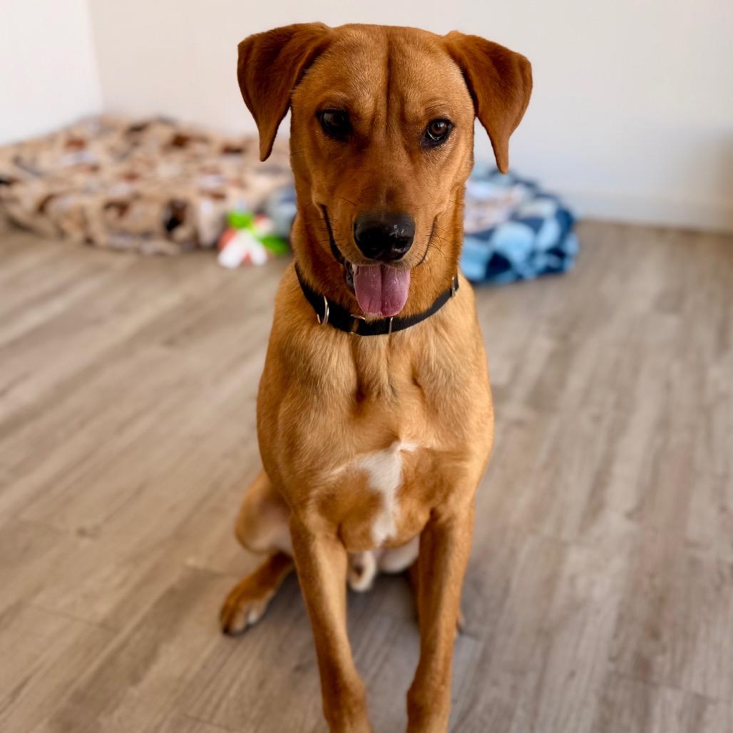 Logan, a Adoptable mixed breed in Green Bay, WI image 5/6