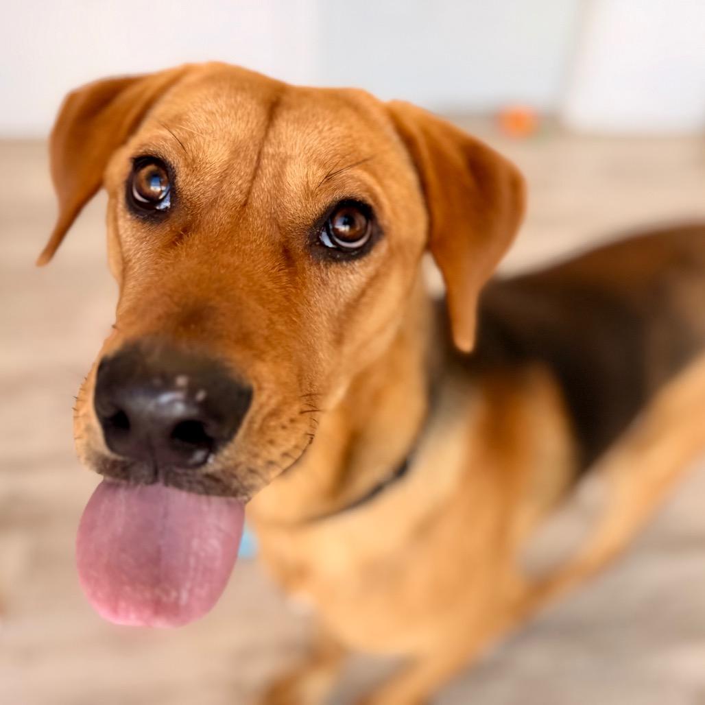 Logan, a Adoptable mixed breed in Green Bay, WI image 6/6