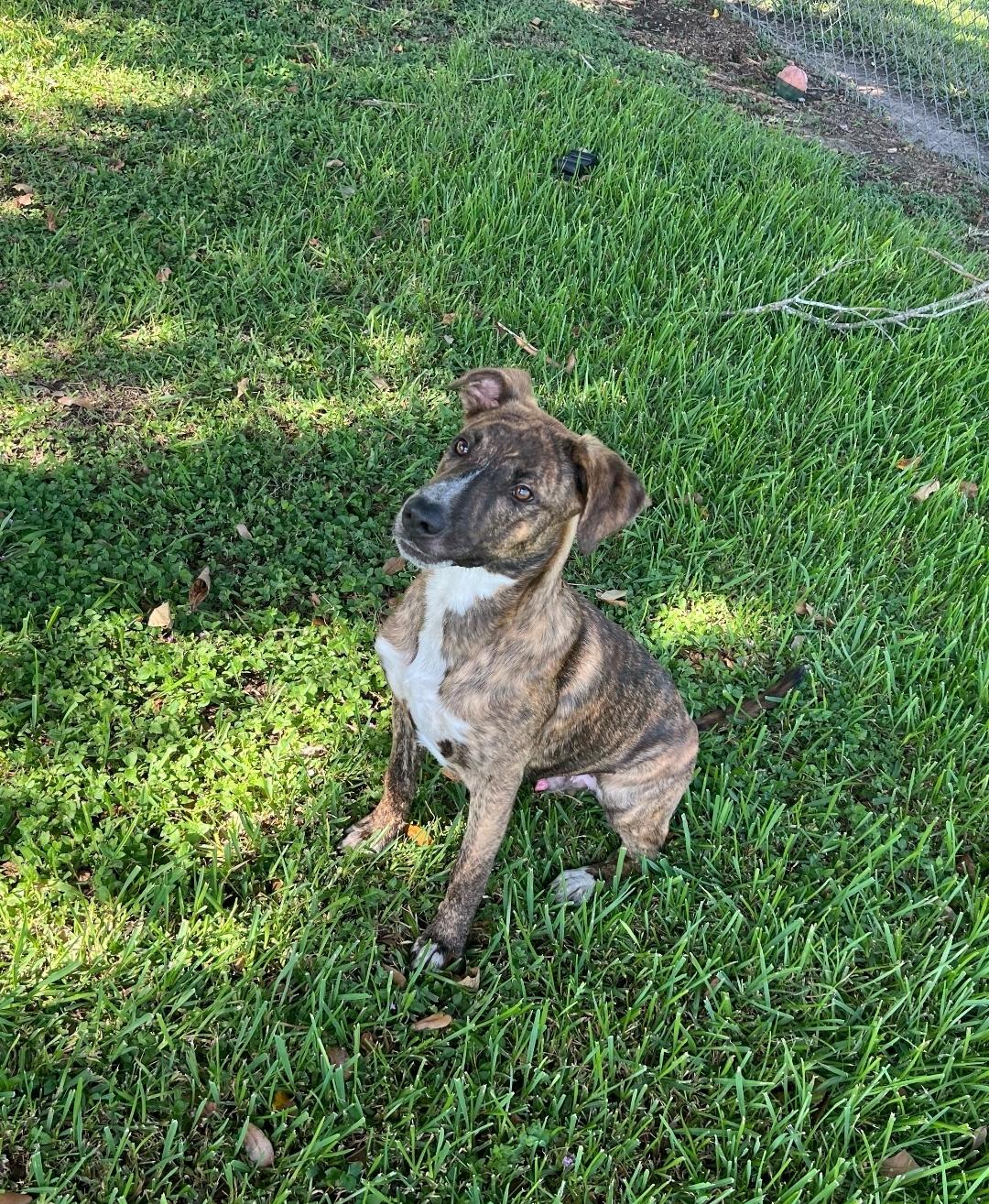 Enlarge Watson, an adopted Plott Hound in Friendswood, TX image 1/1